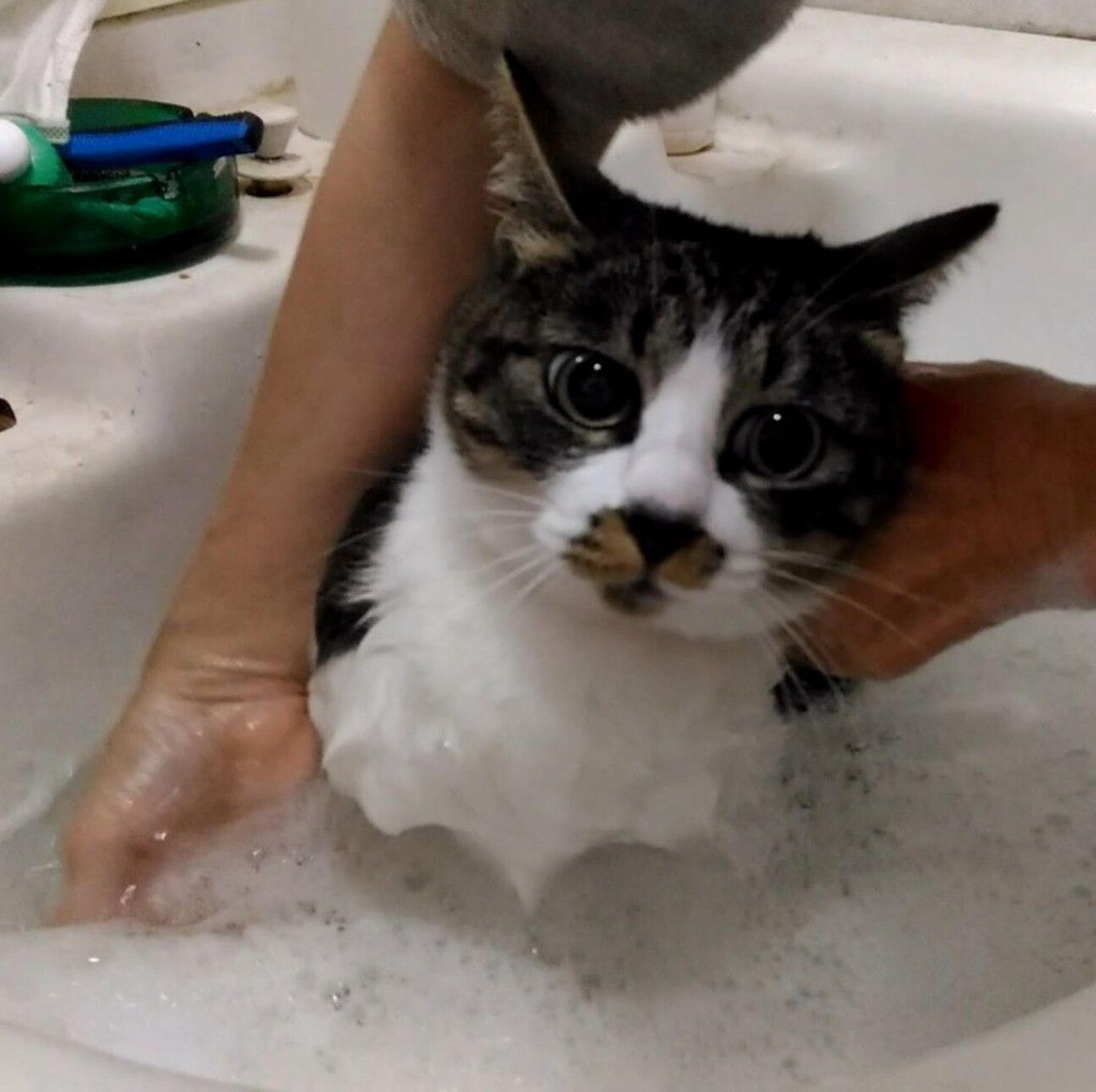 pet-image-2
