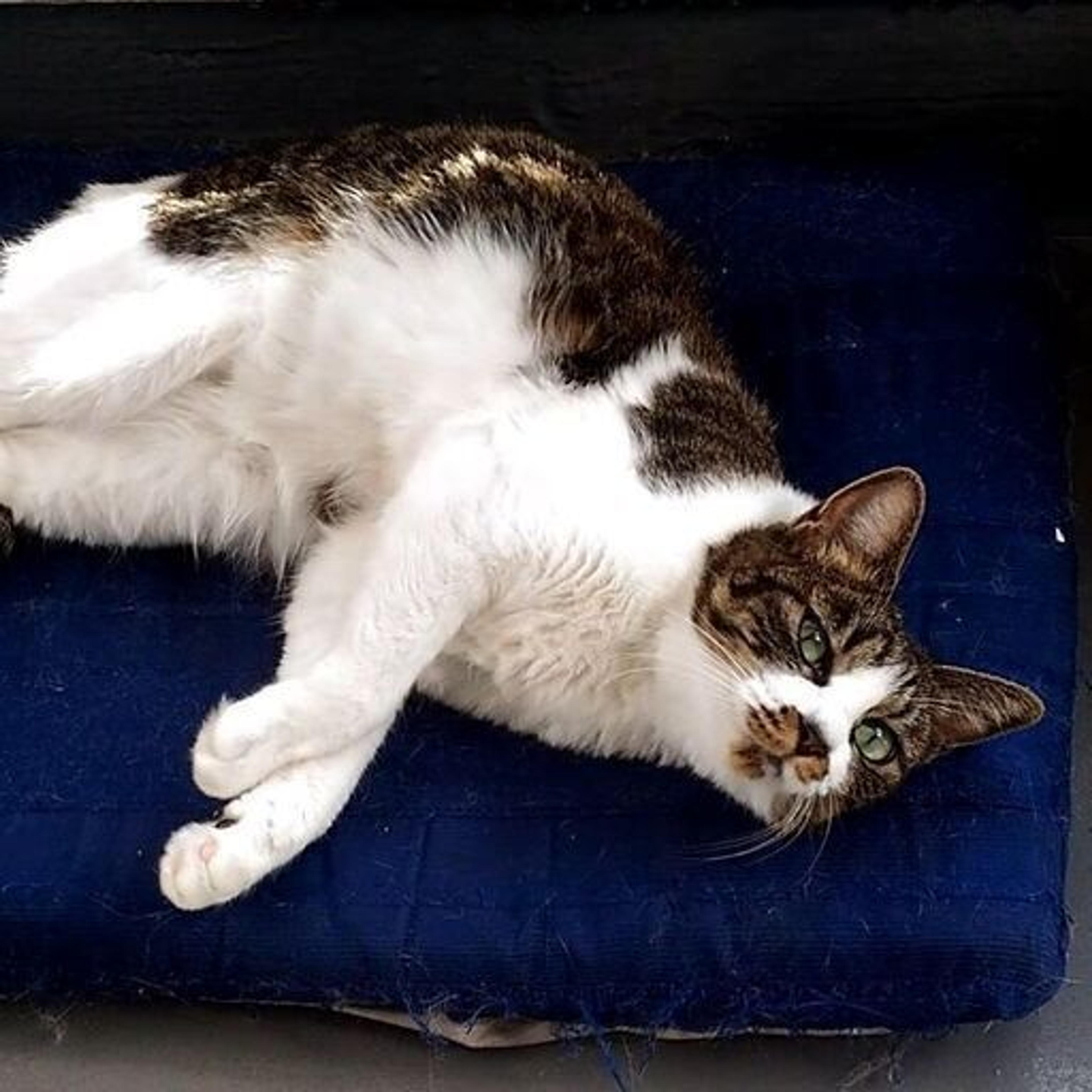 pet-image-5