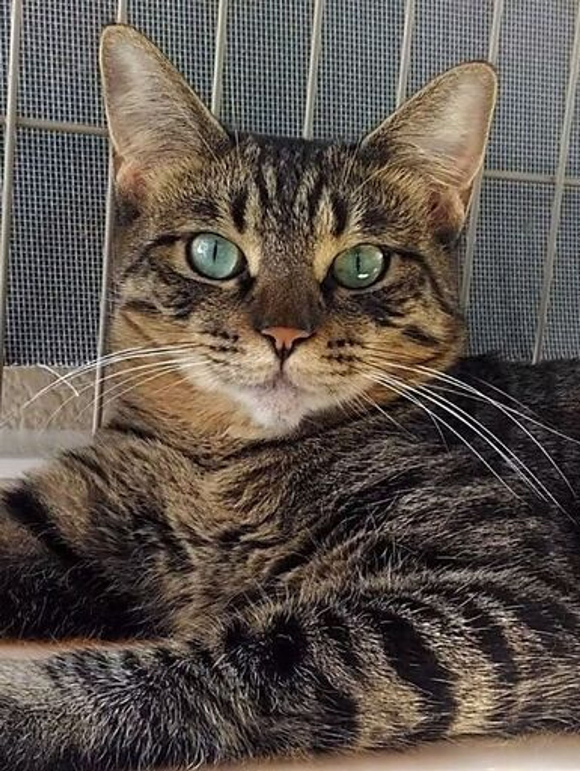 雑種（ミックス猫）・メスの里親募集の写真