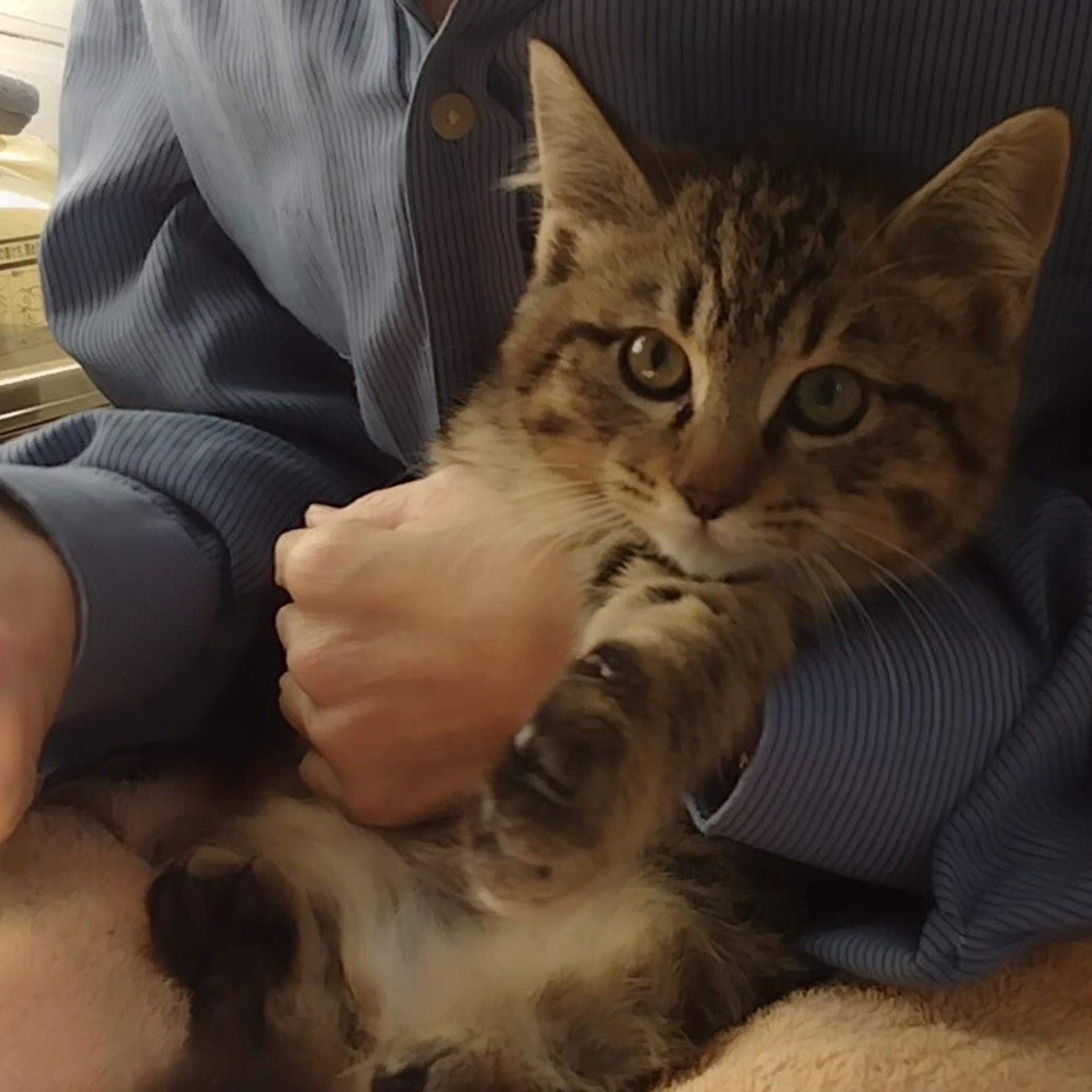 pet-image-7
