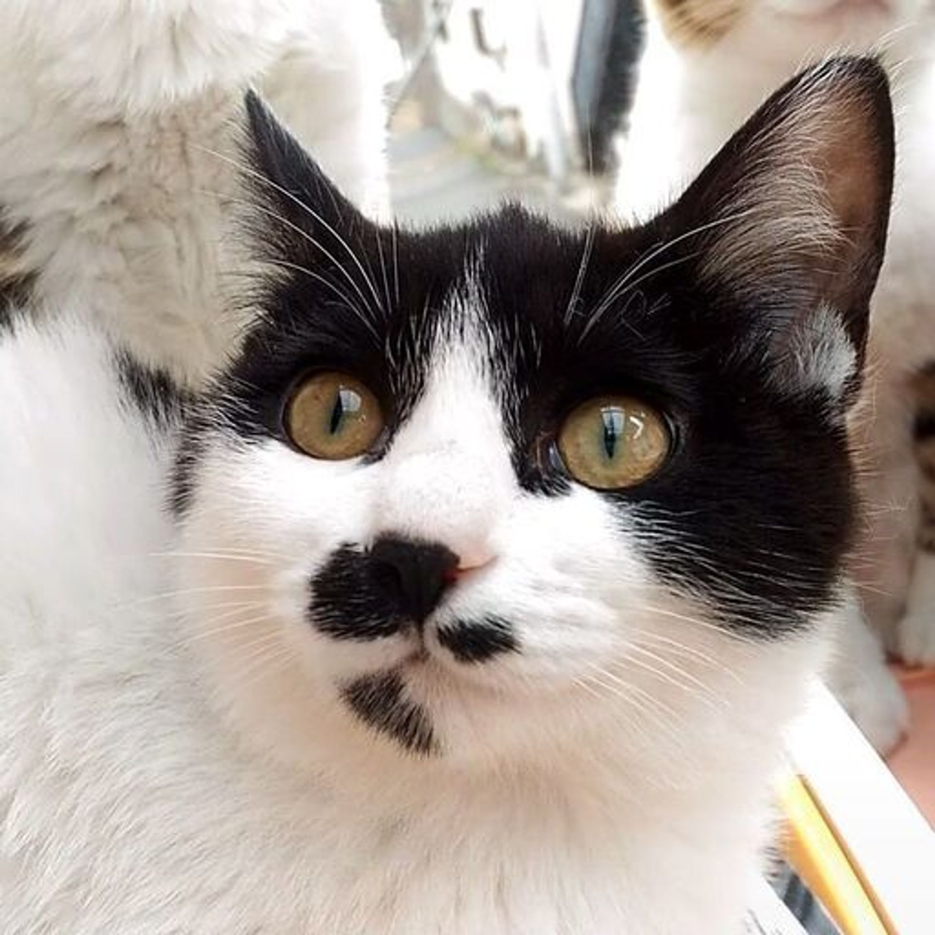 雑種（ミックス猫）・メスの里親募集の写真