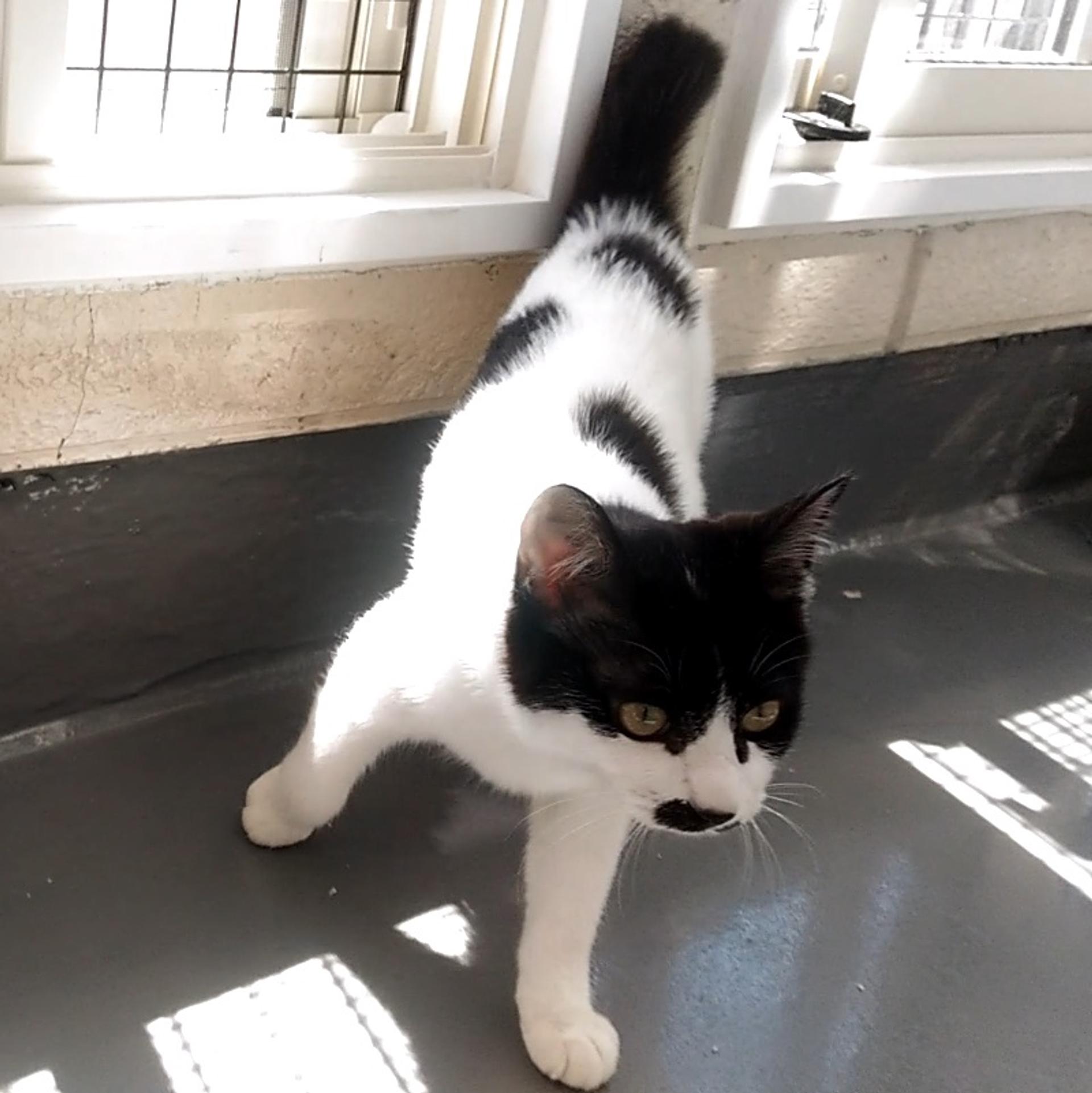 pet-image-9