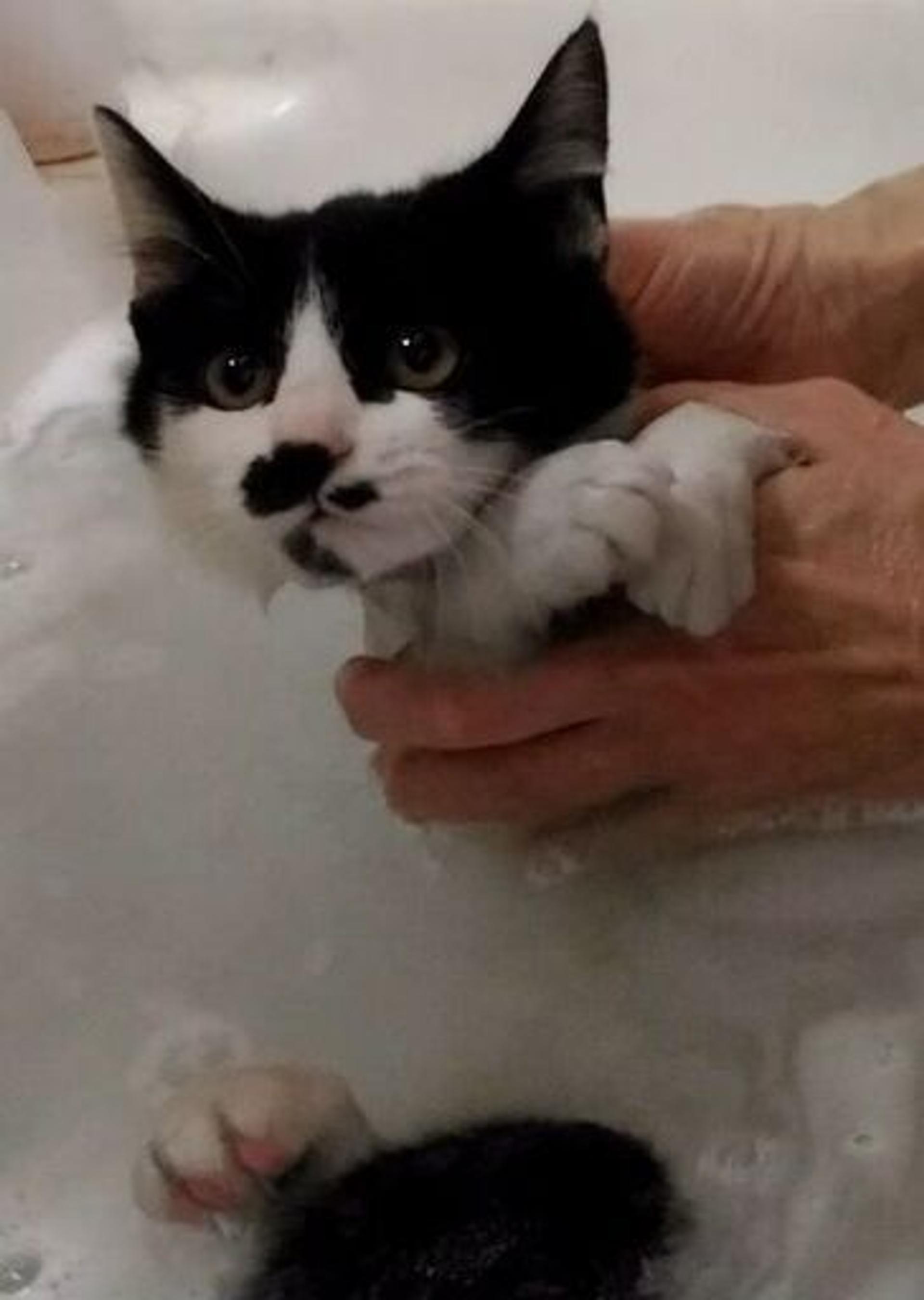 pet-image-4