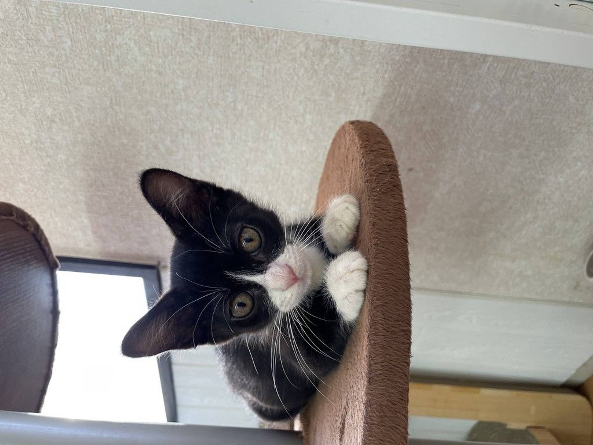 雑種（ミックス猫）・メスの里親募集の写真