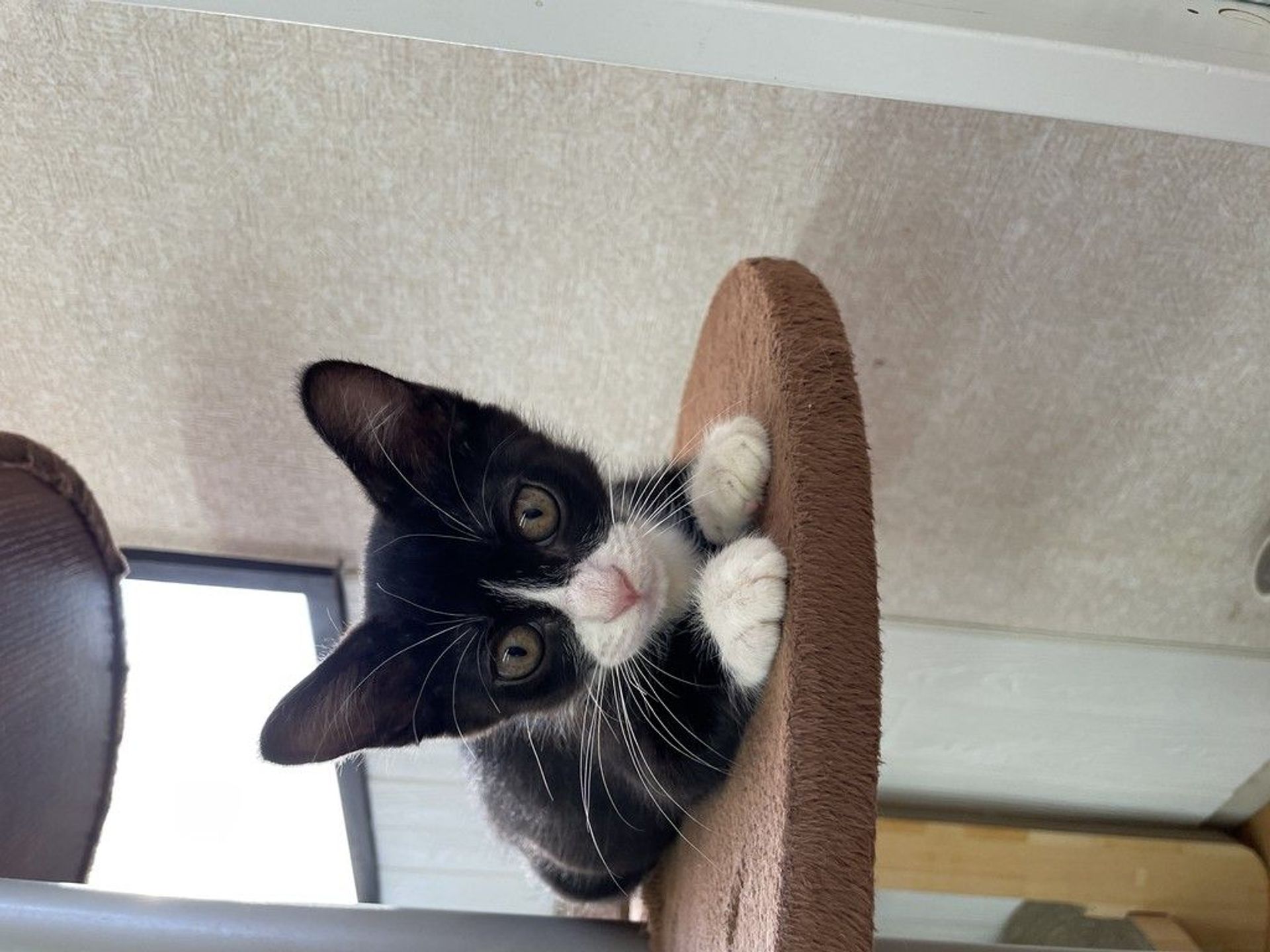 雑種（ミックス猫）・メスの里親募集の写真