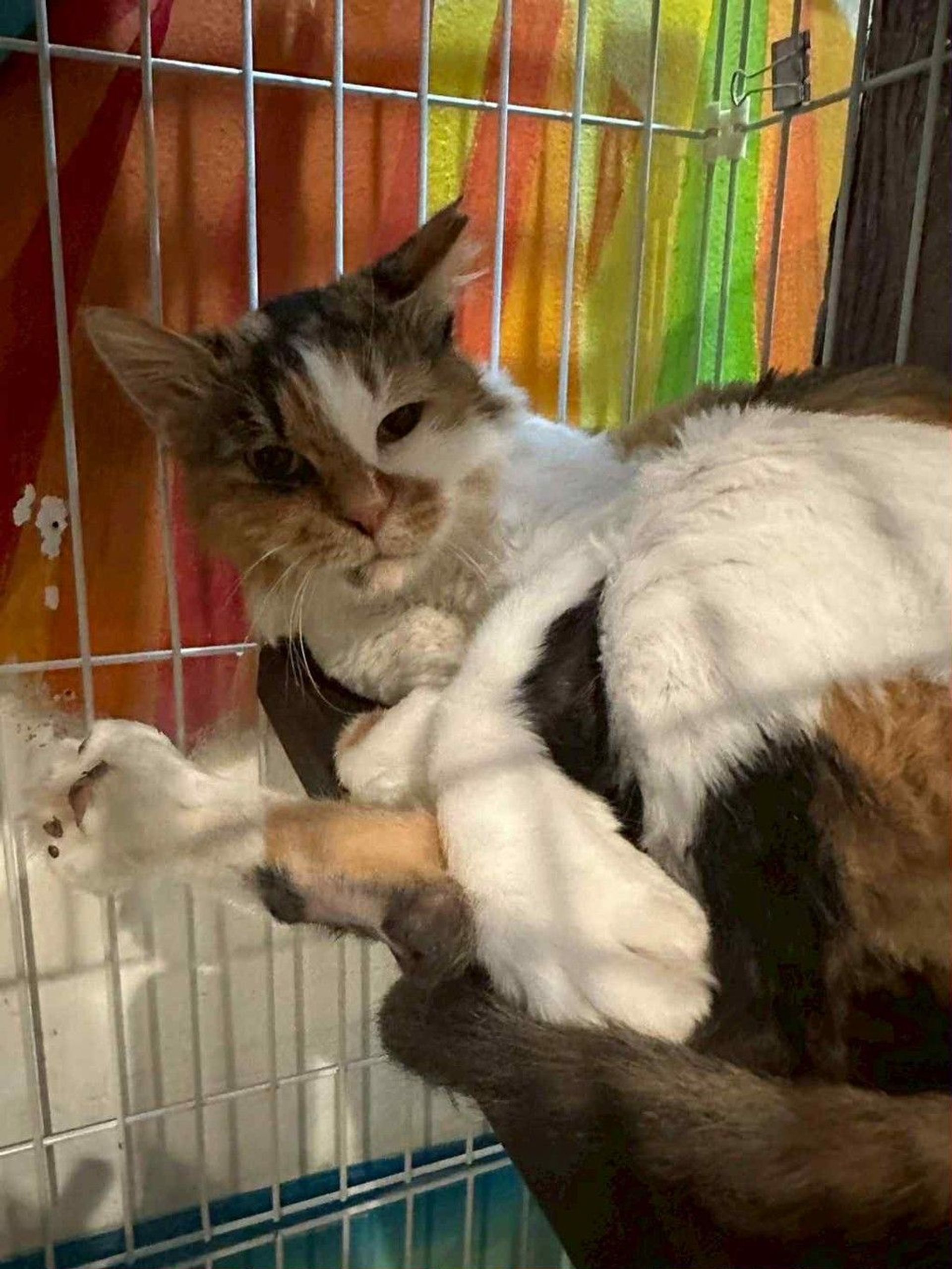 雑種（ミックス猫）・メスの里親募集の写真