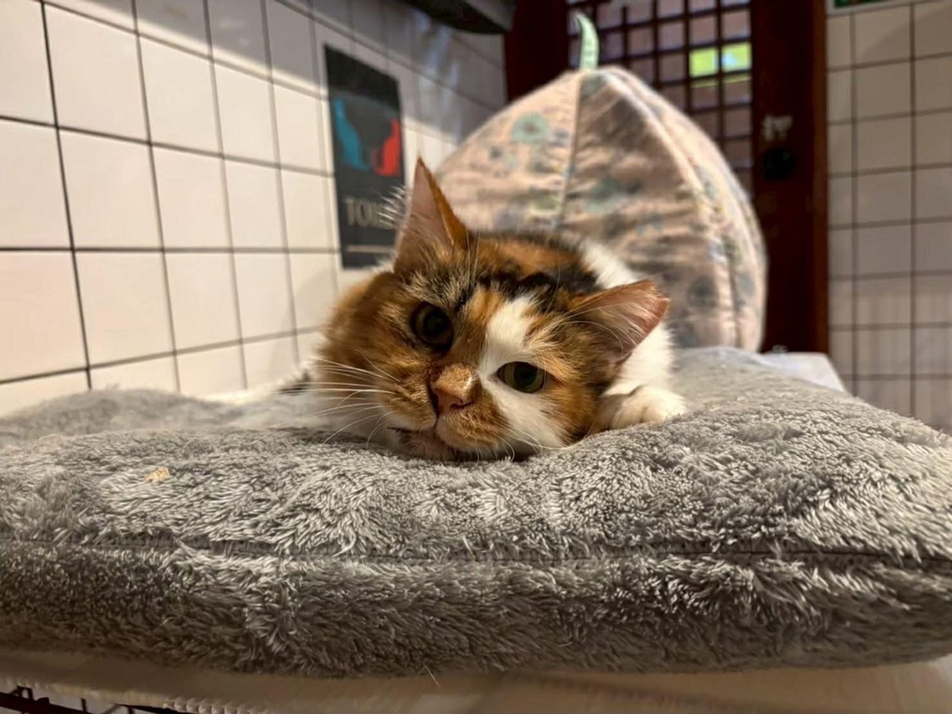 雑種（ミックス猫）・メスの里親募集の写真