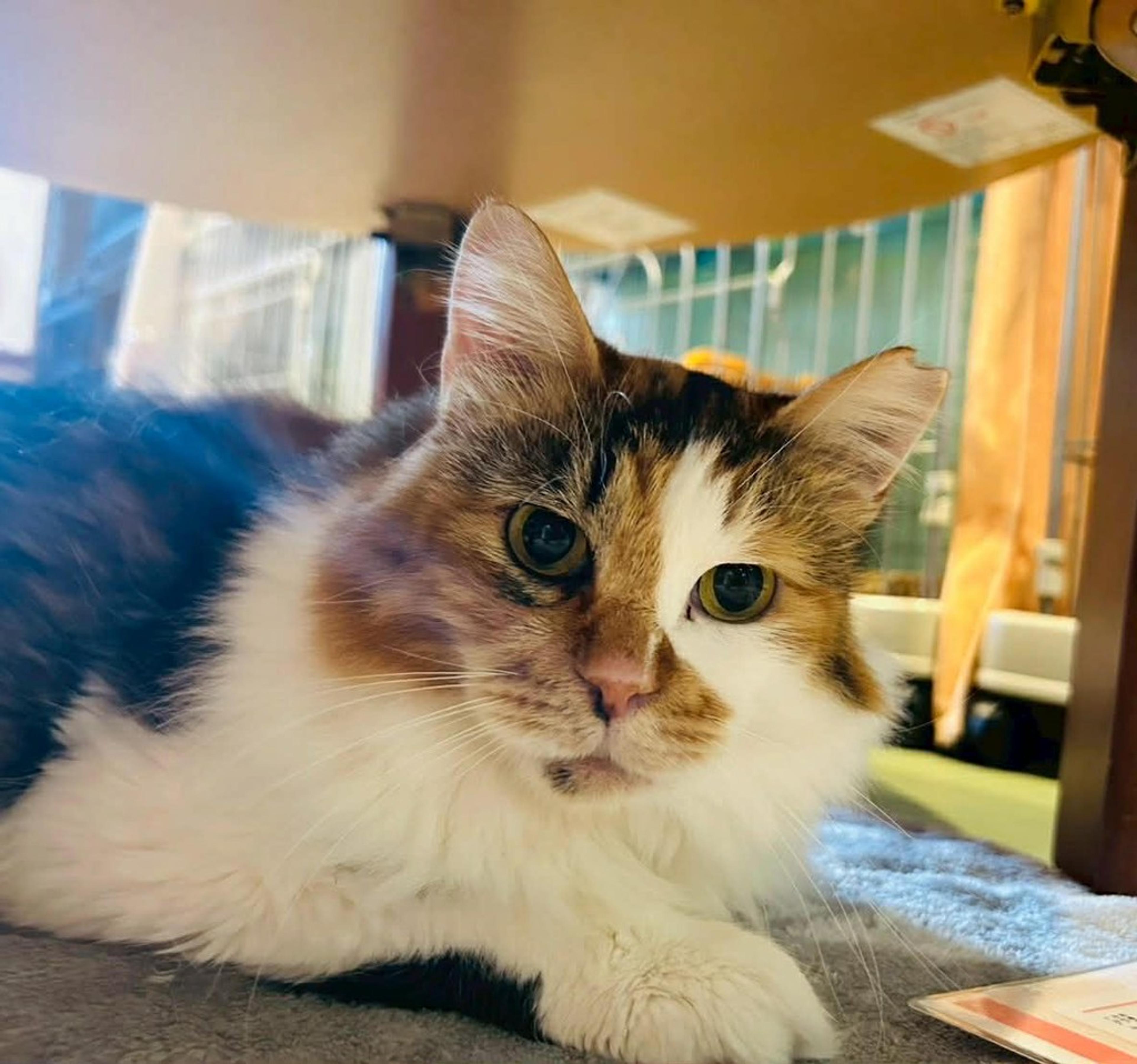 pet-image-3