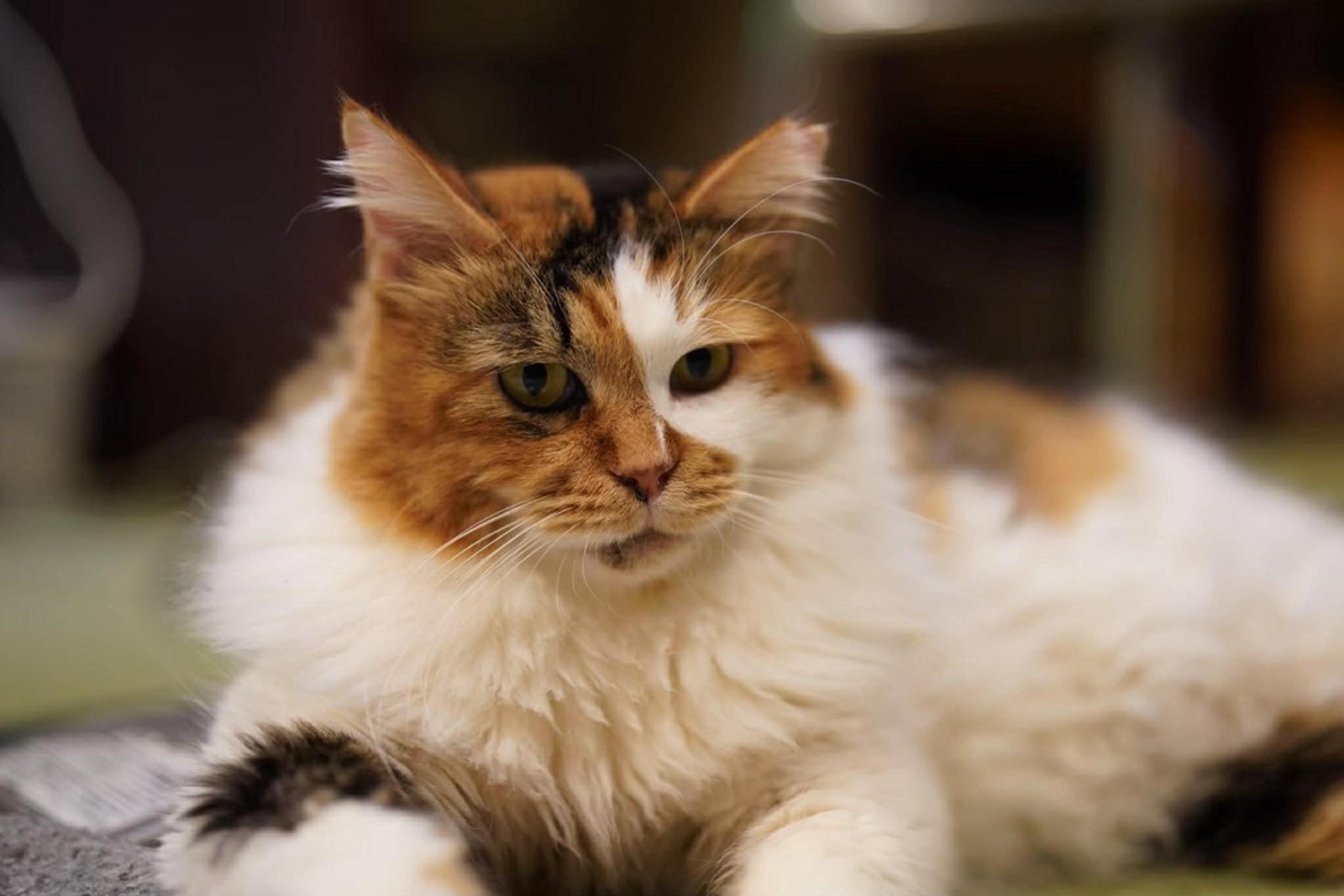 pet-image-4