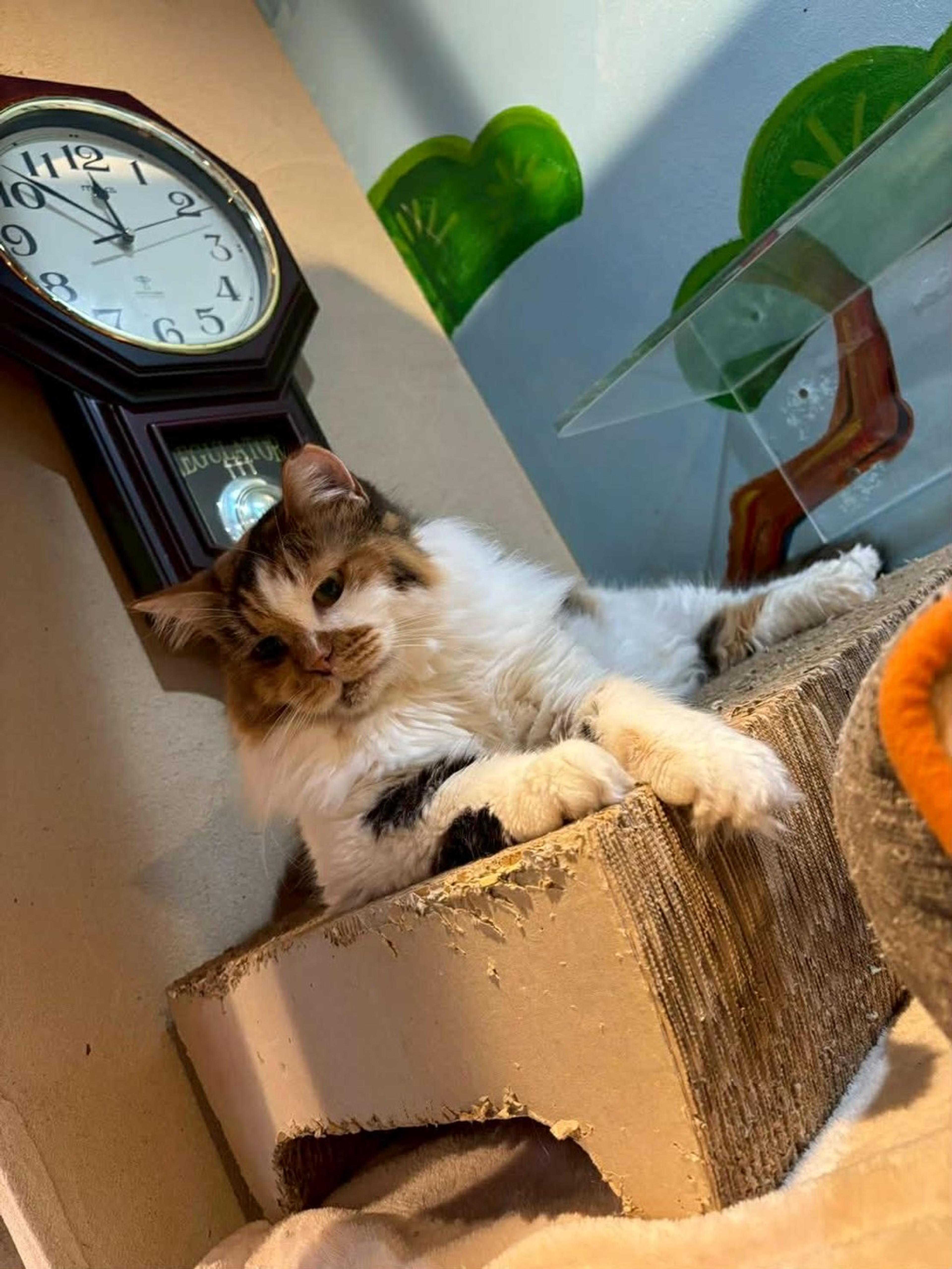 pet-image-6
