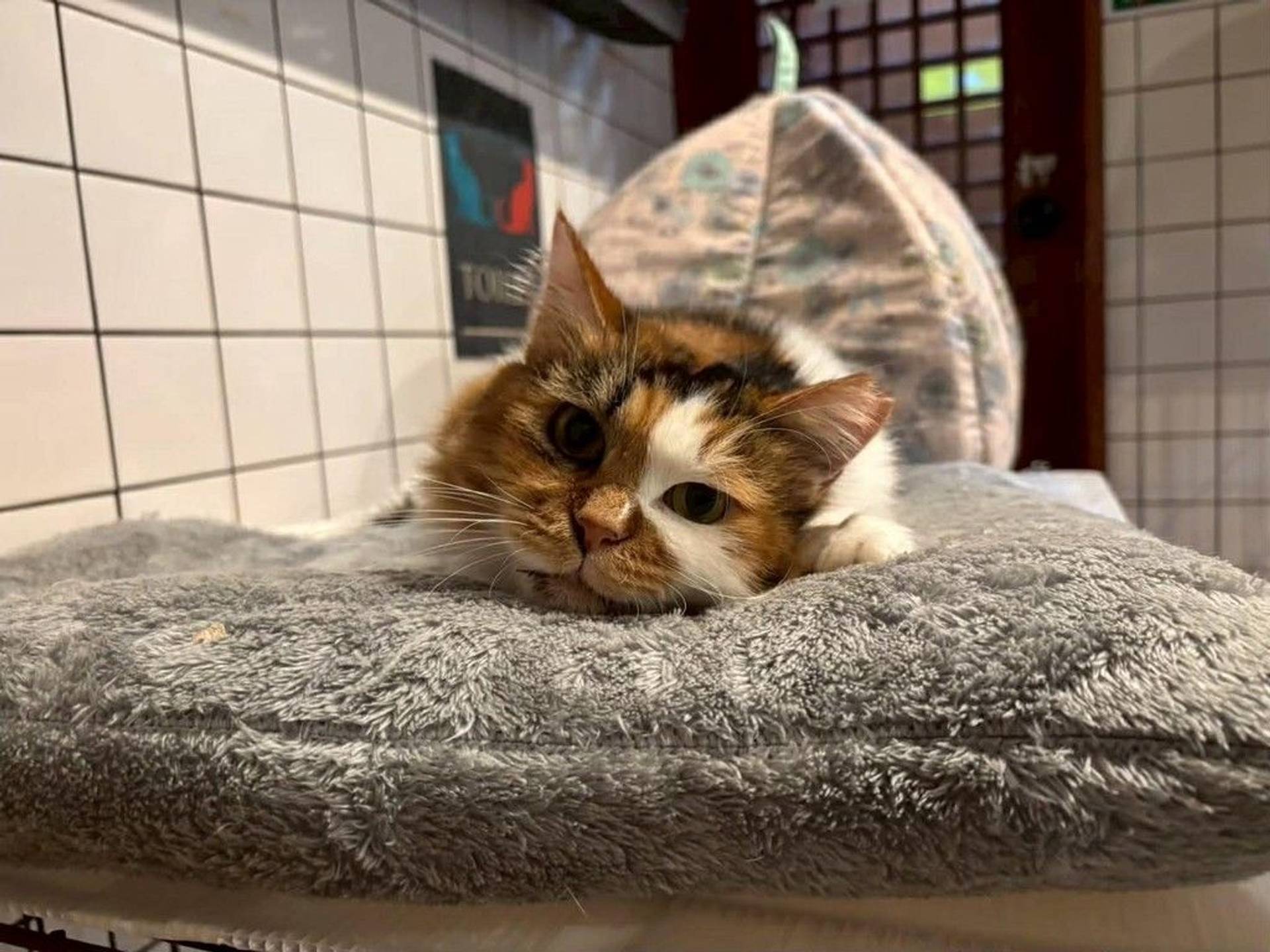 雑種（ミックス猫）・メスの里親募集の写真