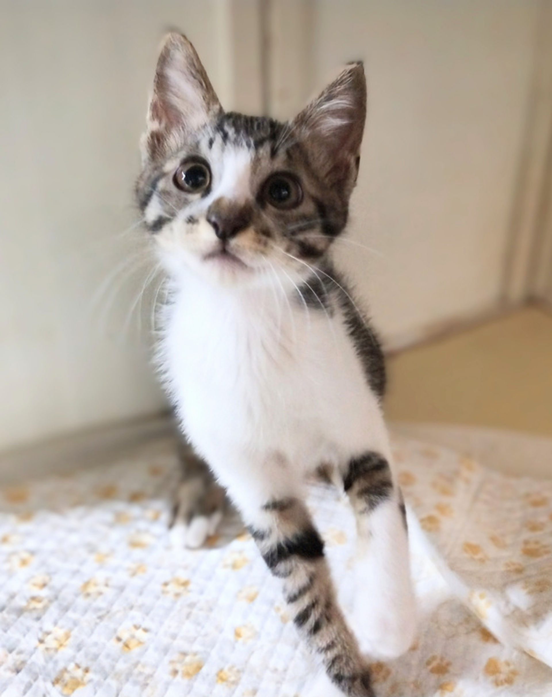 雑種（ミックス猫）・オスの里親募集の写真
