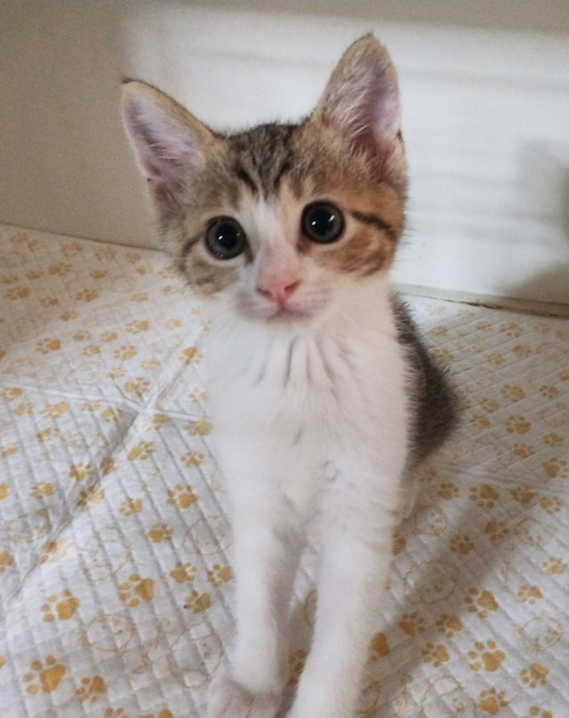 雑種（ミックス猫）・メスの里親募集の写真
