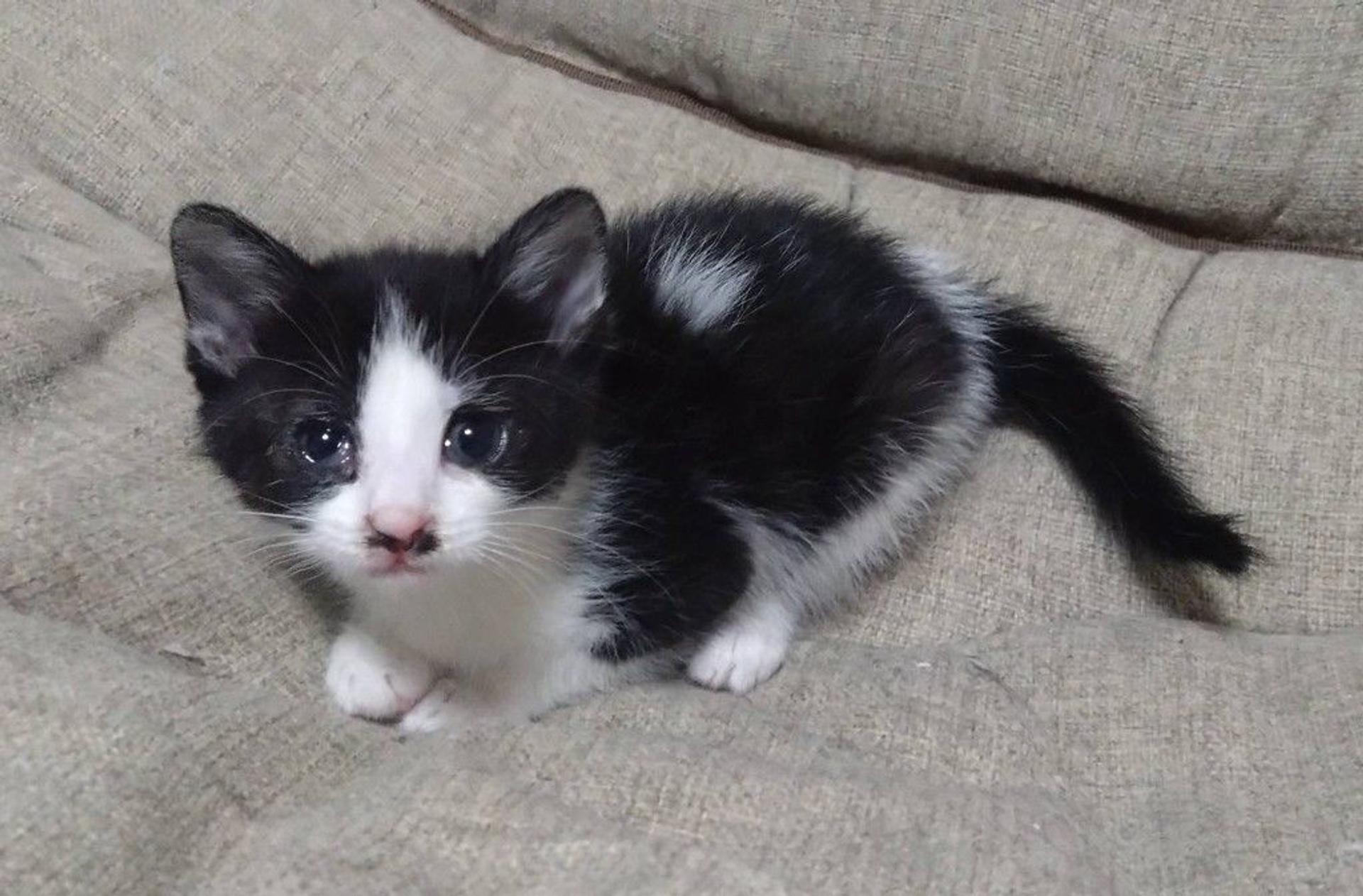 pet-image-3