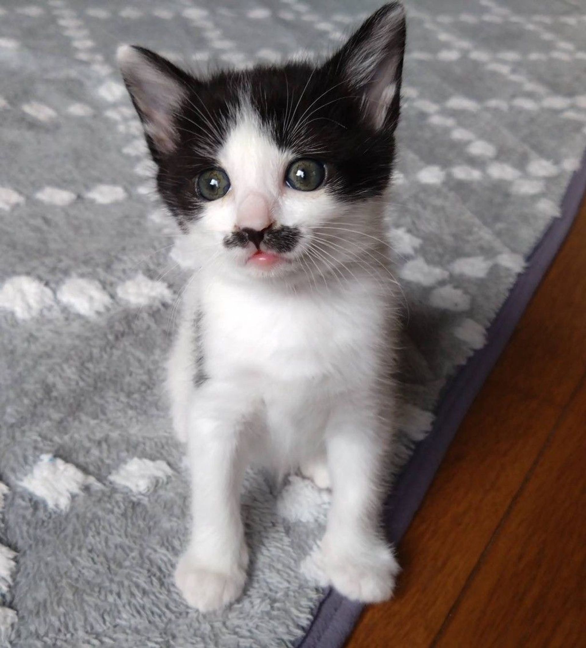 雑種（ミックス猫）・メスの里親募集の写真