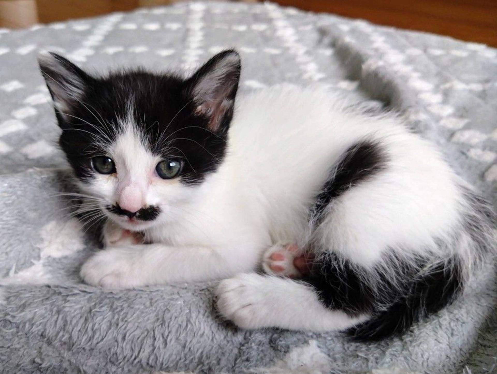 pet-image-3