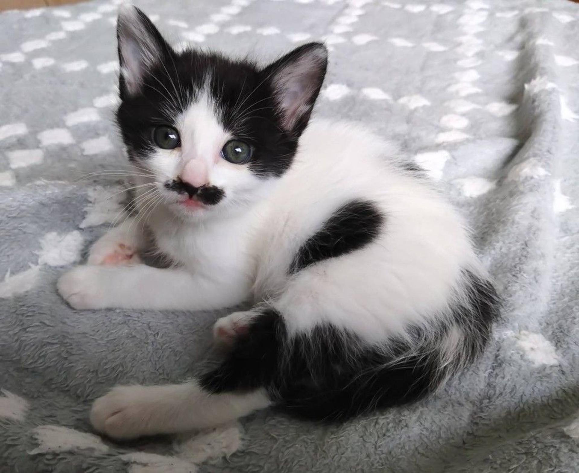 pet-image-2