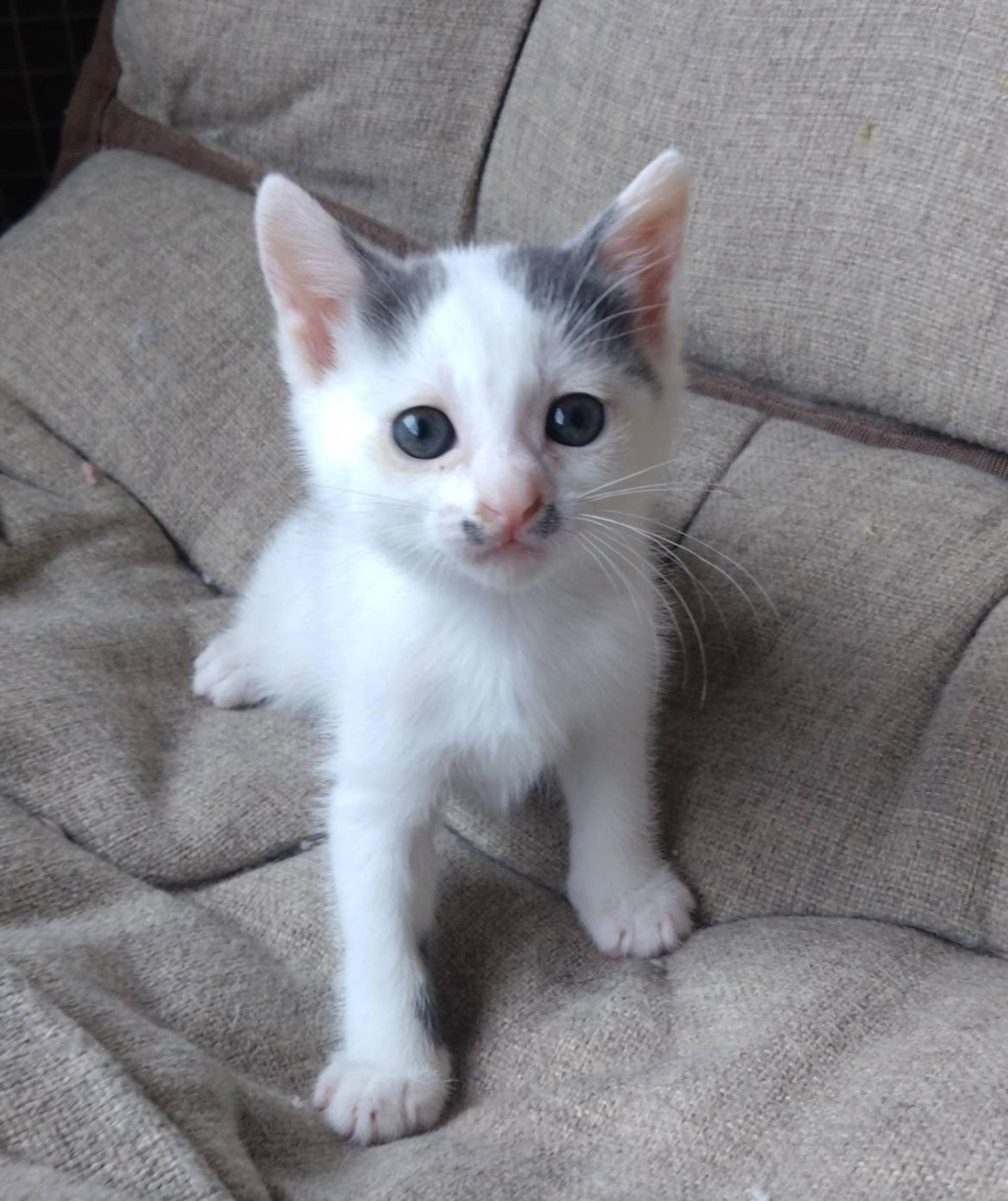 雑種（ミックス猫）・メスの里親募集の写真