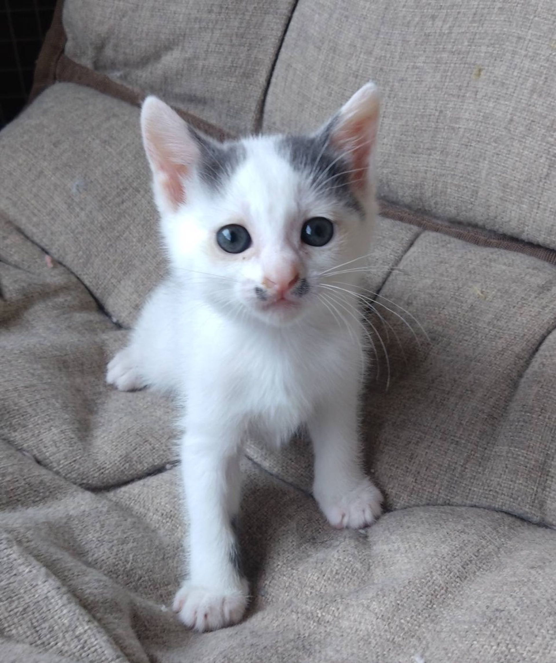 雑種（ミックス猫）・メスの里親募集の写真