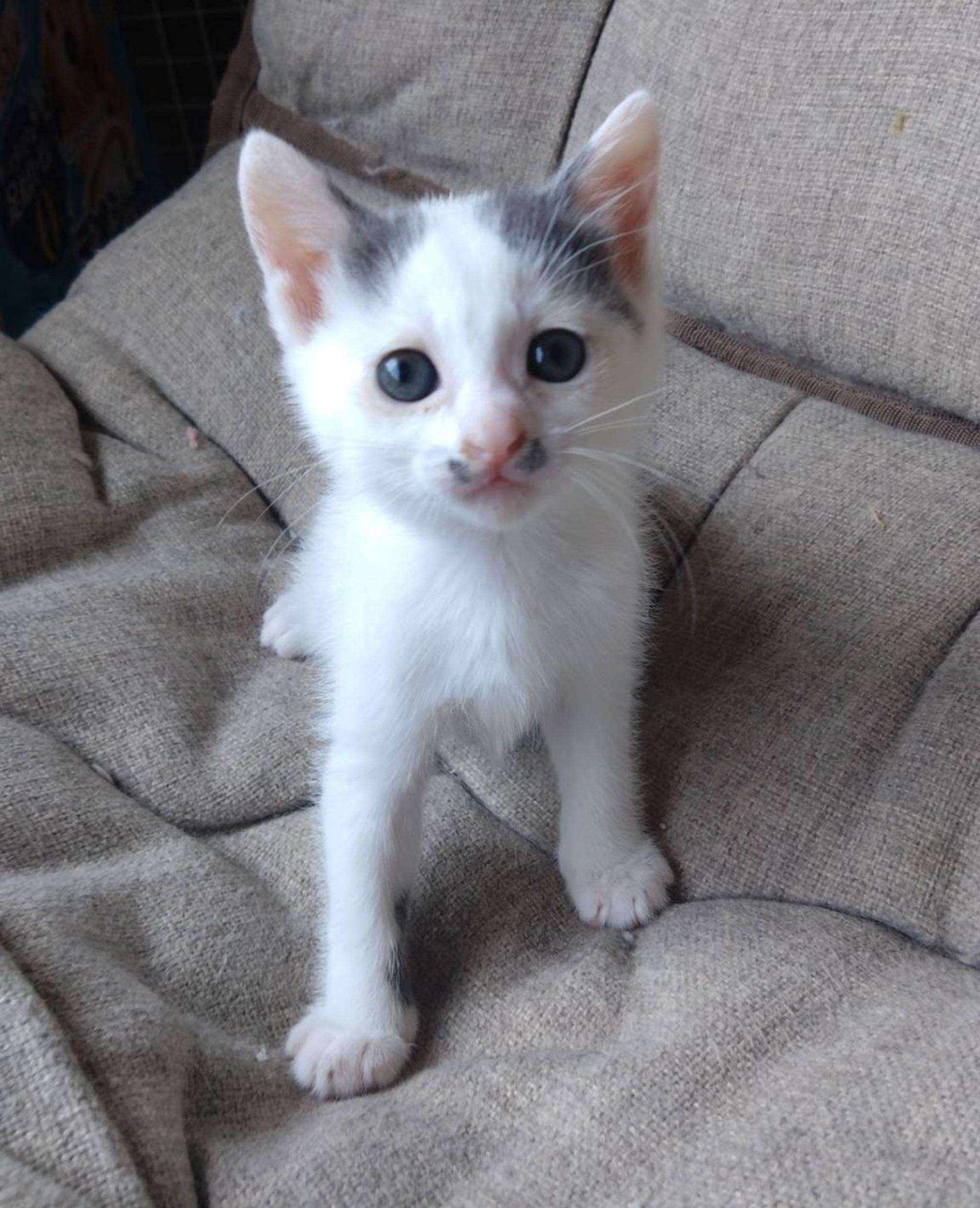 pet-image-4