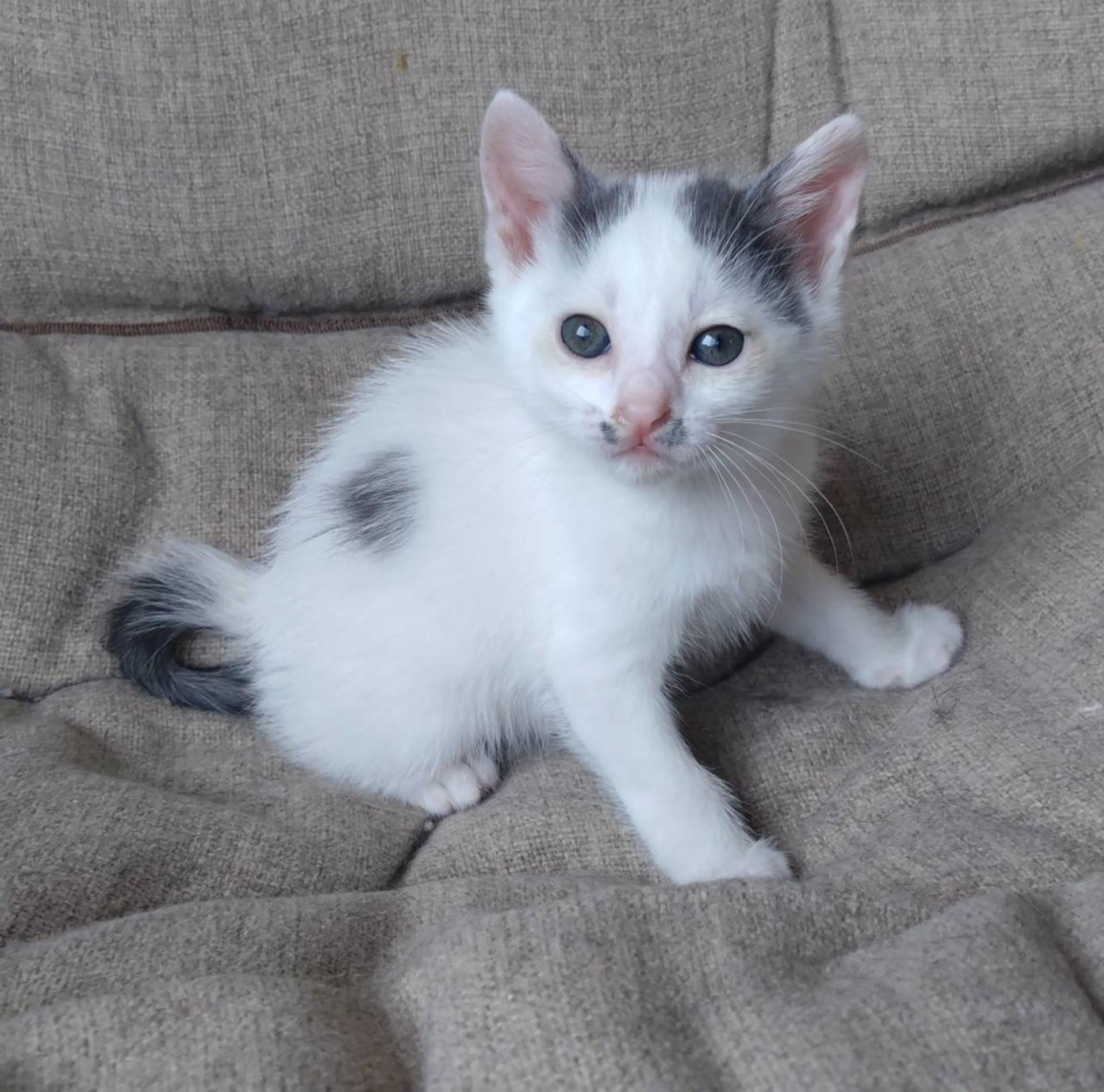 pet-image-3