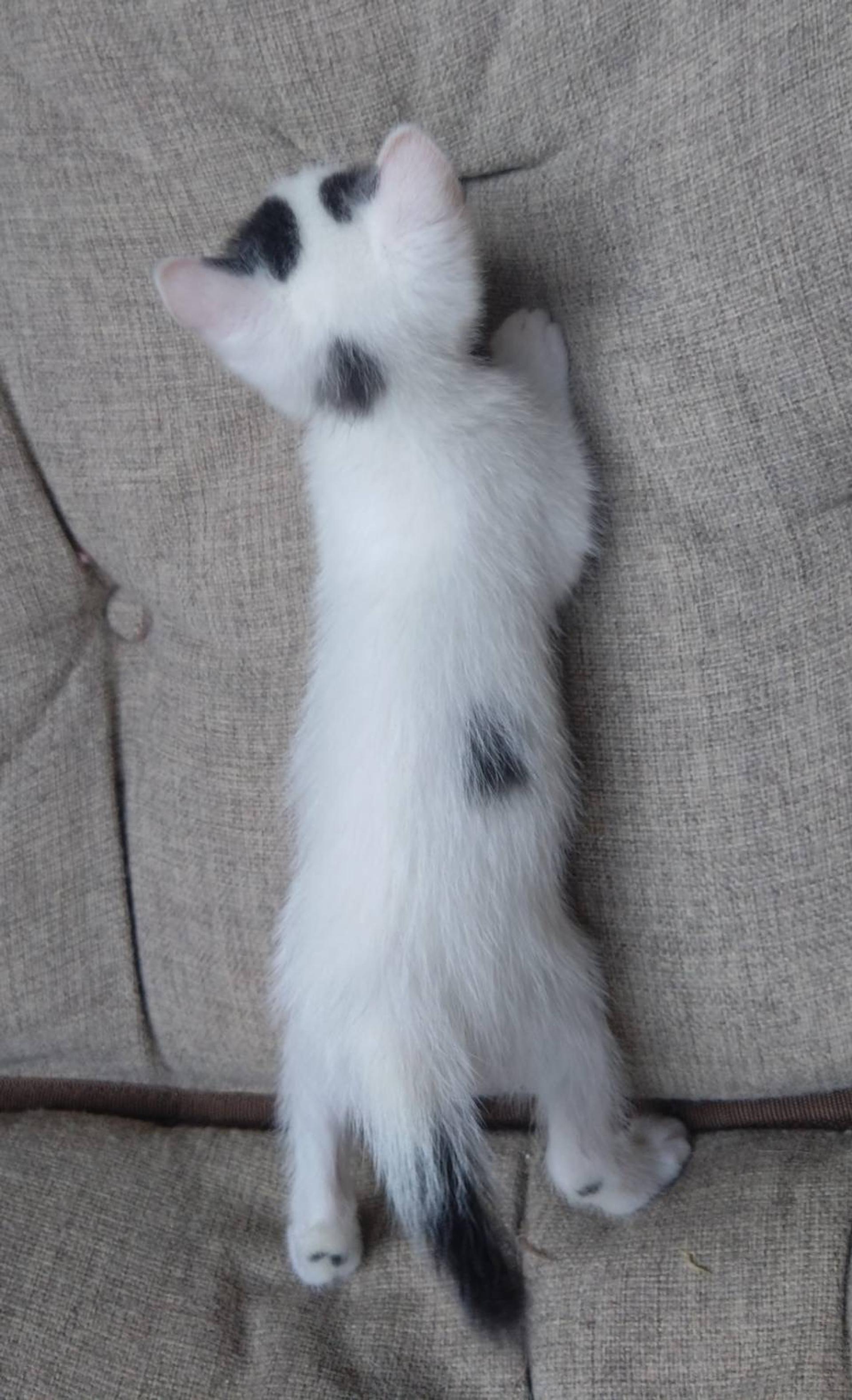pet-image-6