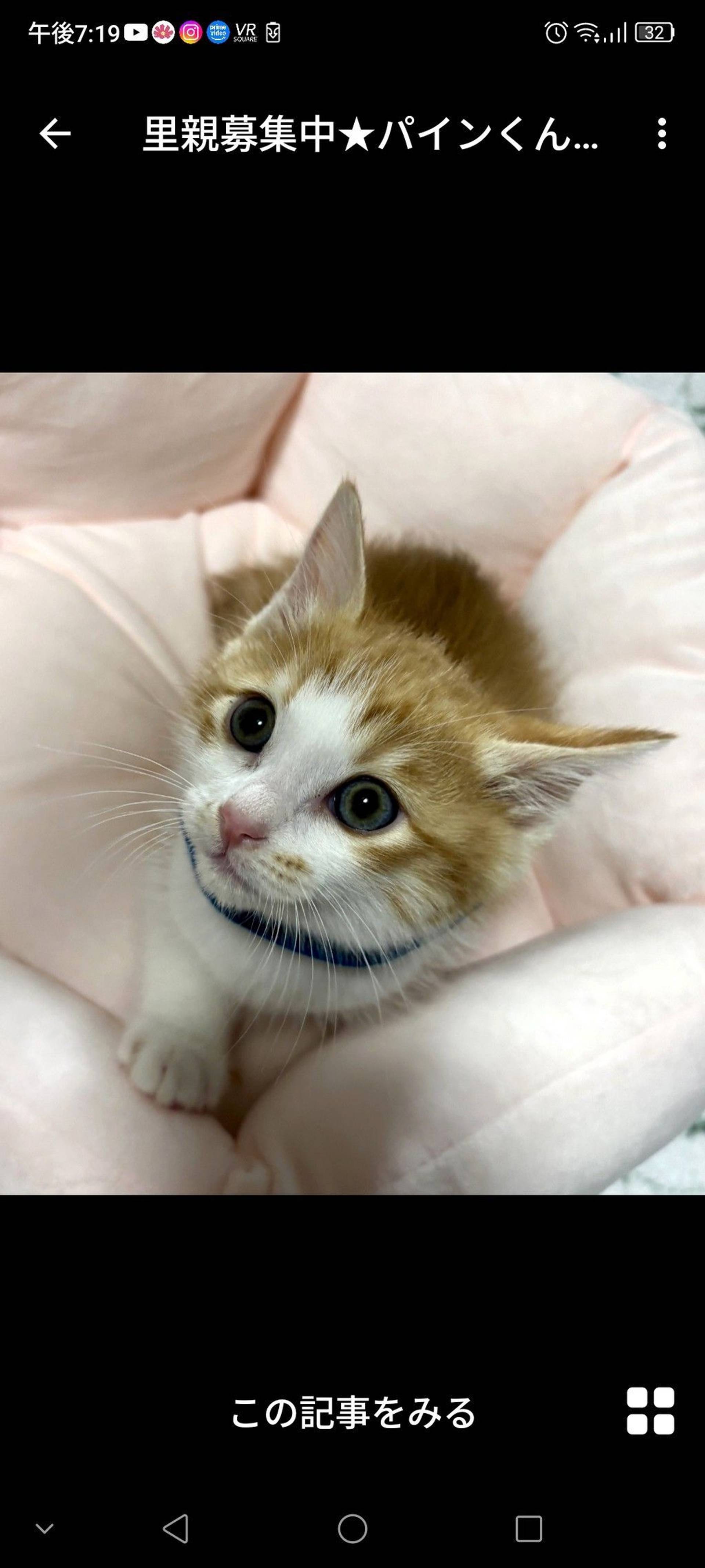 雑種（ミックス猫）・オスの里親募集の写真