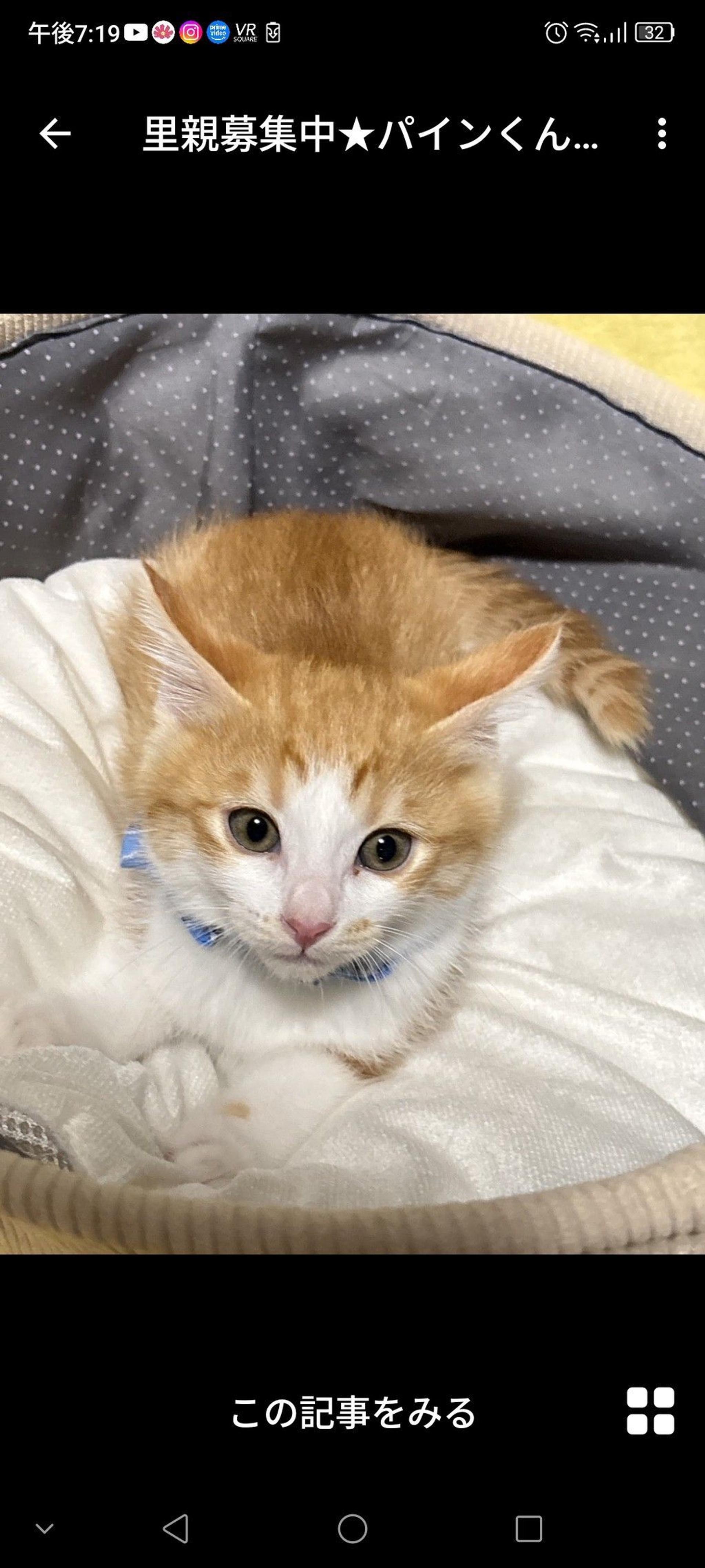 pet-image-3