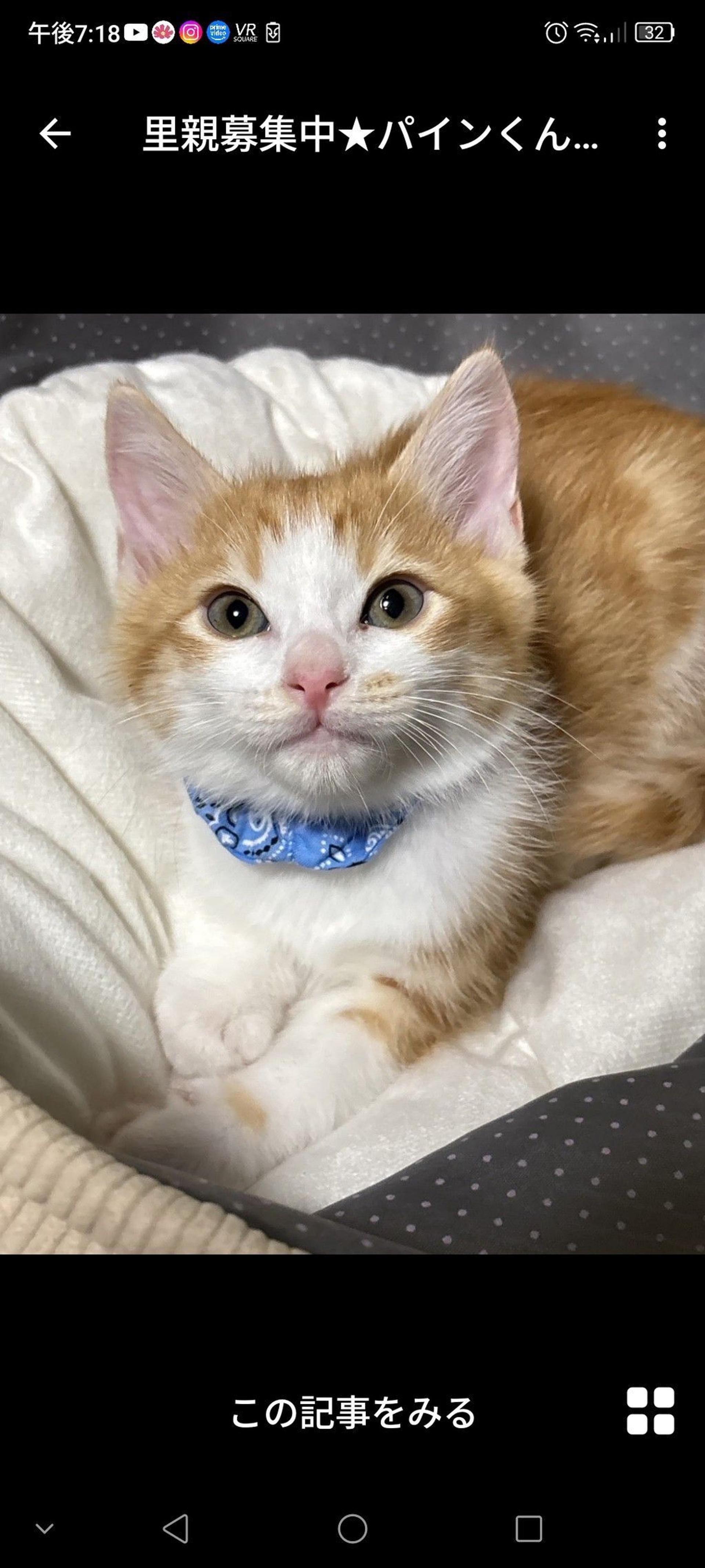 pet-image-2
