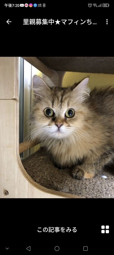 マフィンちゃん