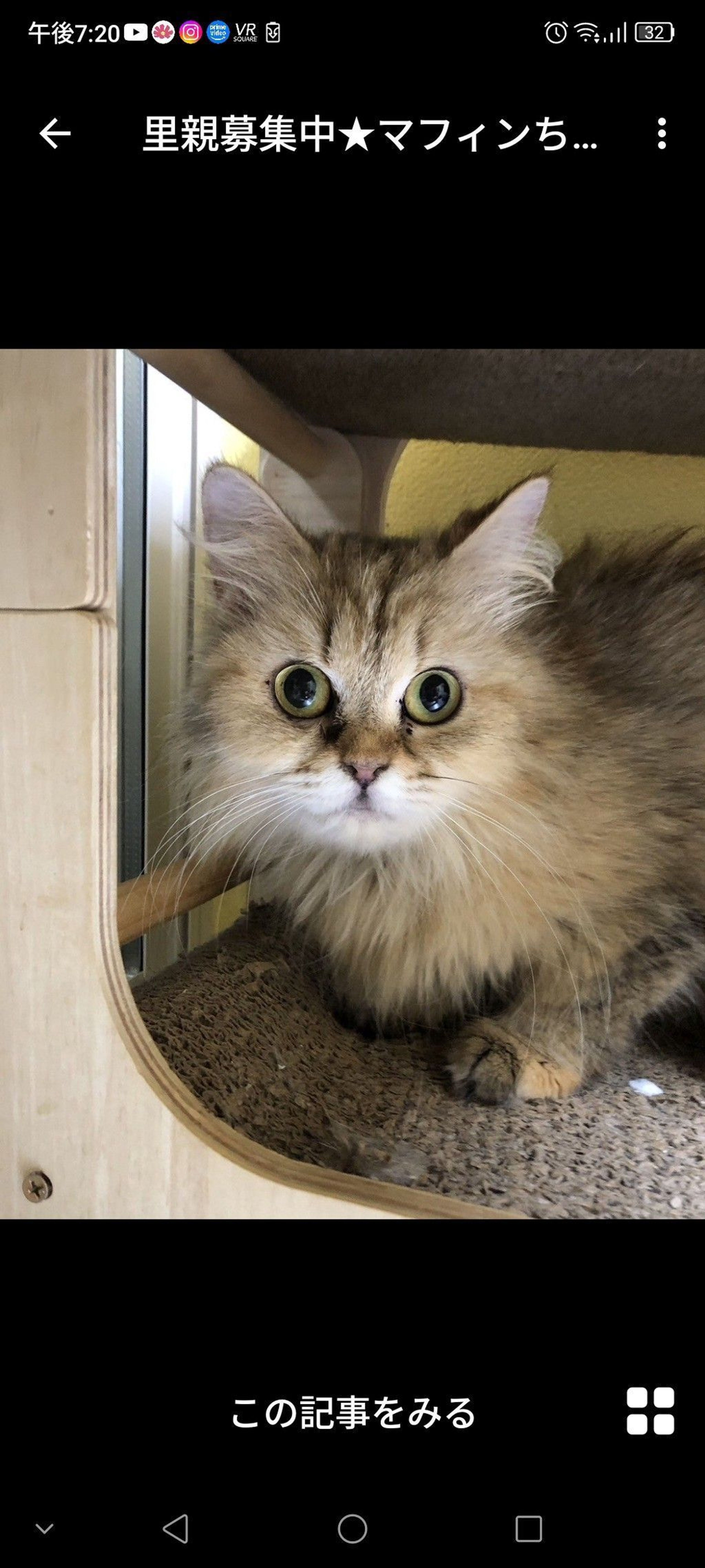 ラガマフィン・メスの里親募集の写真