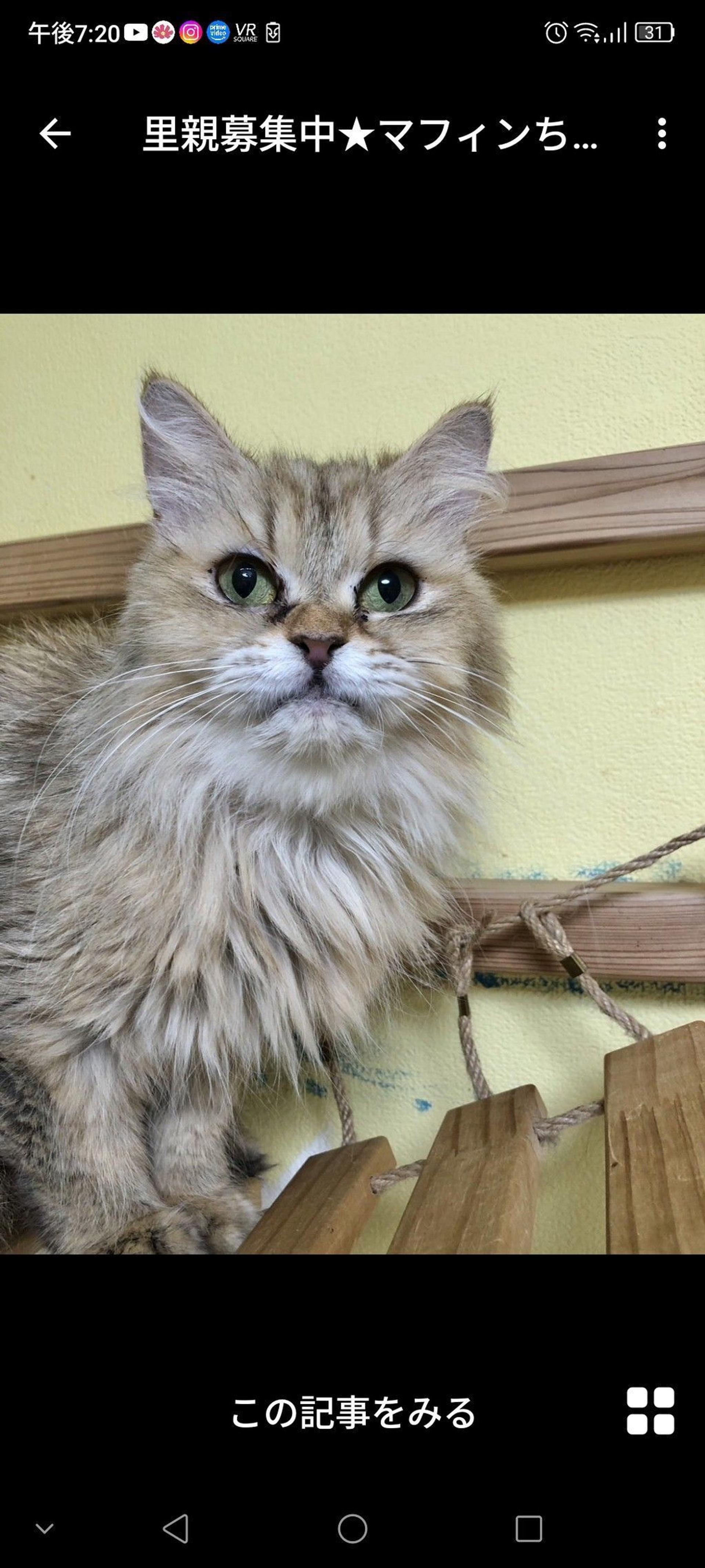 pet-image-2