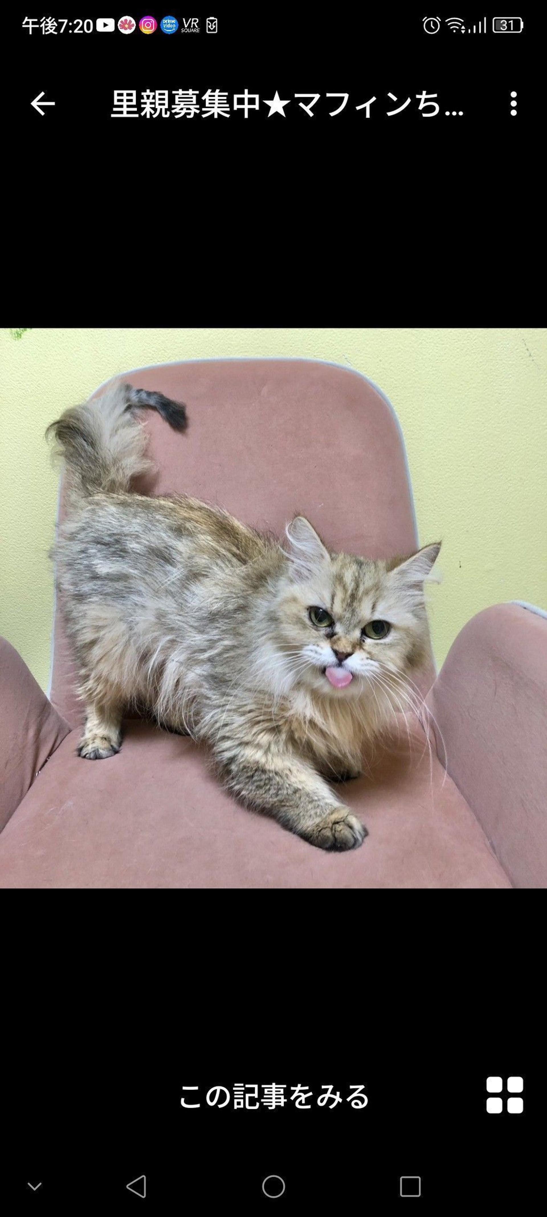 pet-image-3