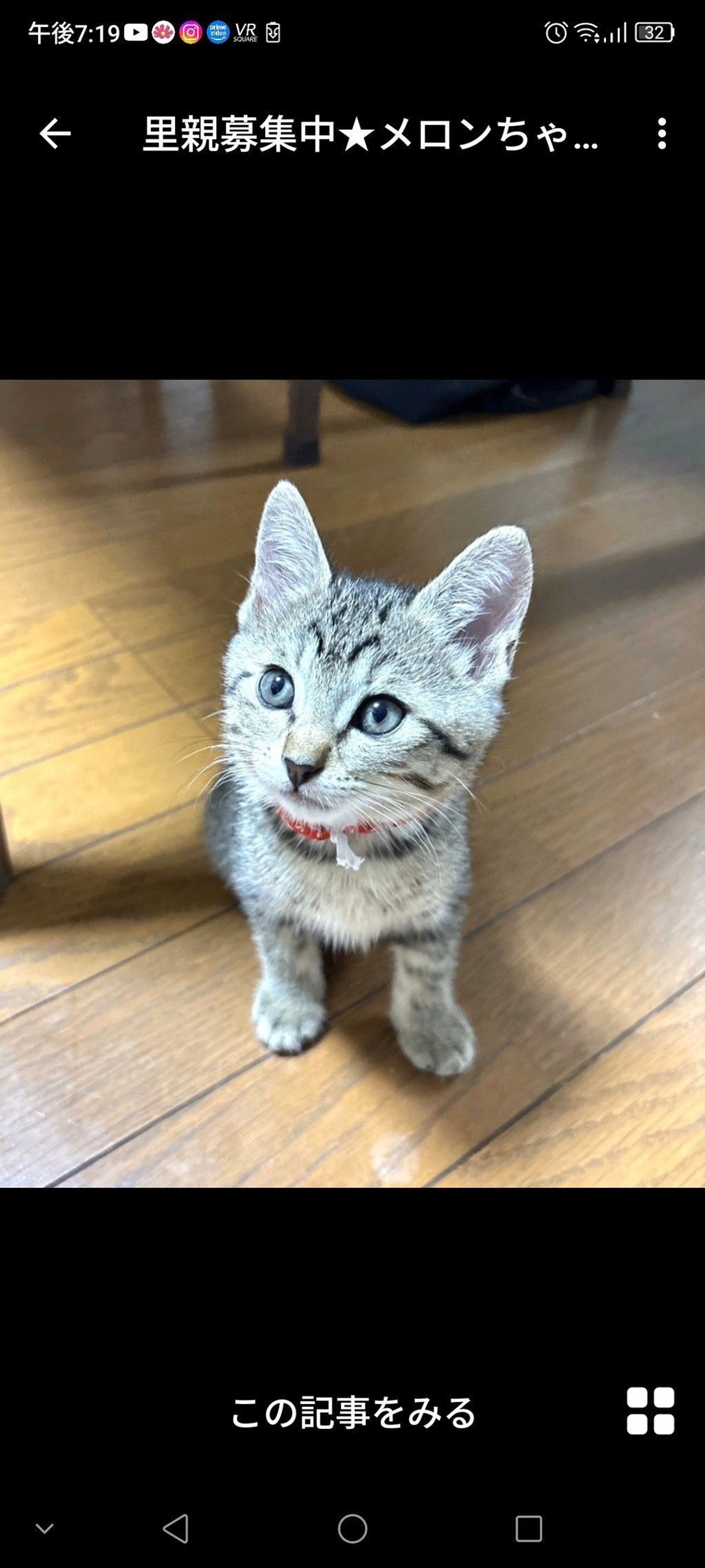 雑種（ミックス猫）・オスの里親募集の写真