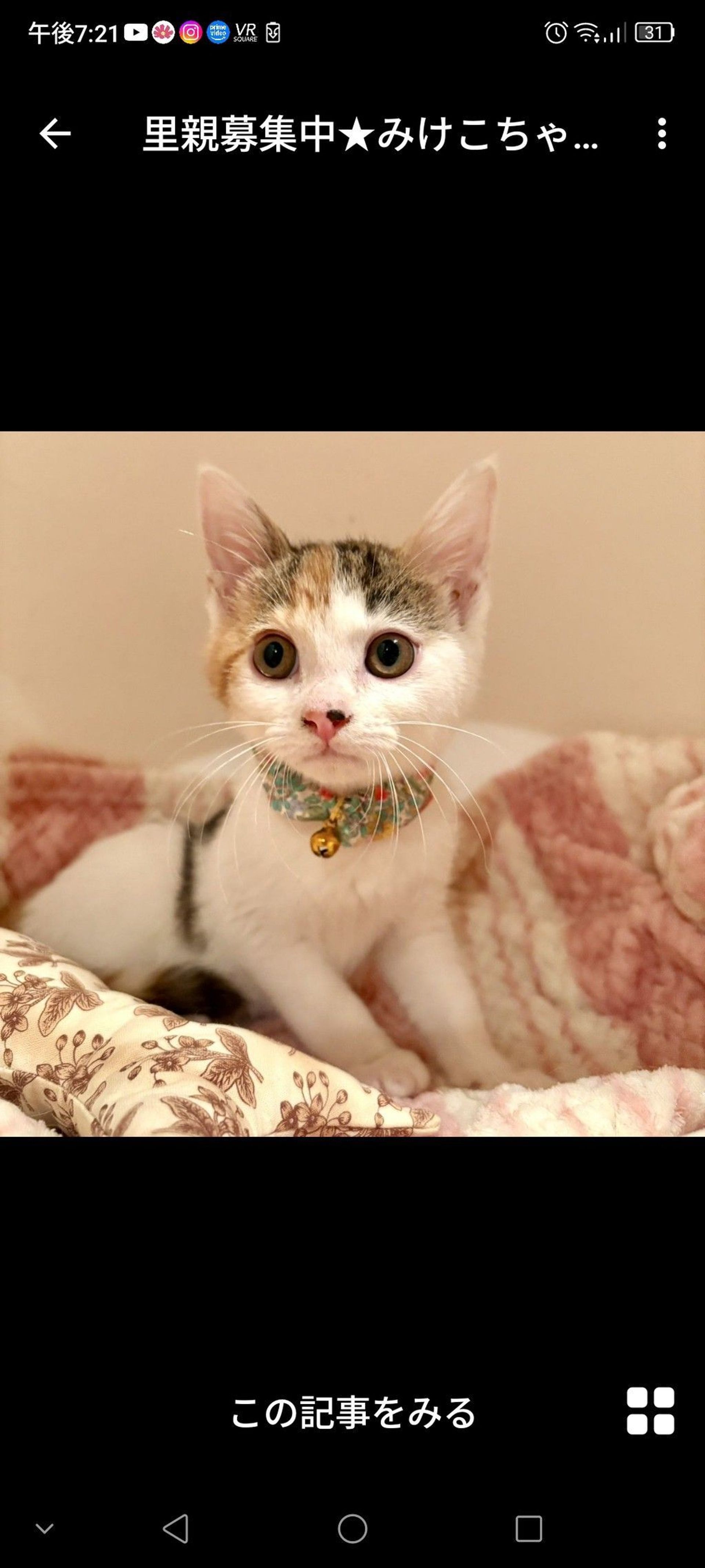 日本猫・メスの里親募集の写真
