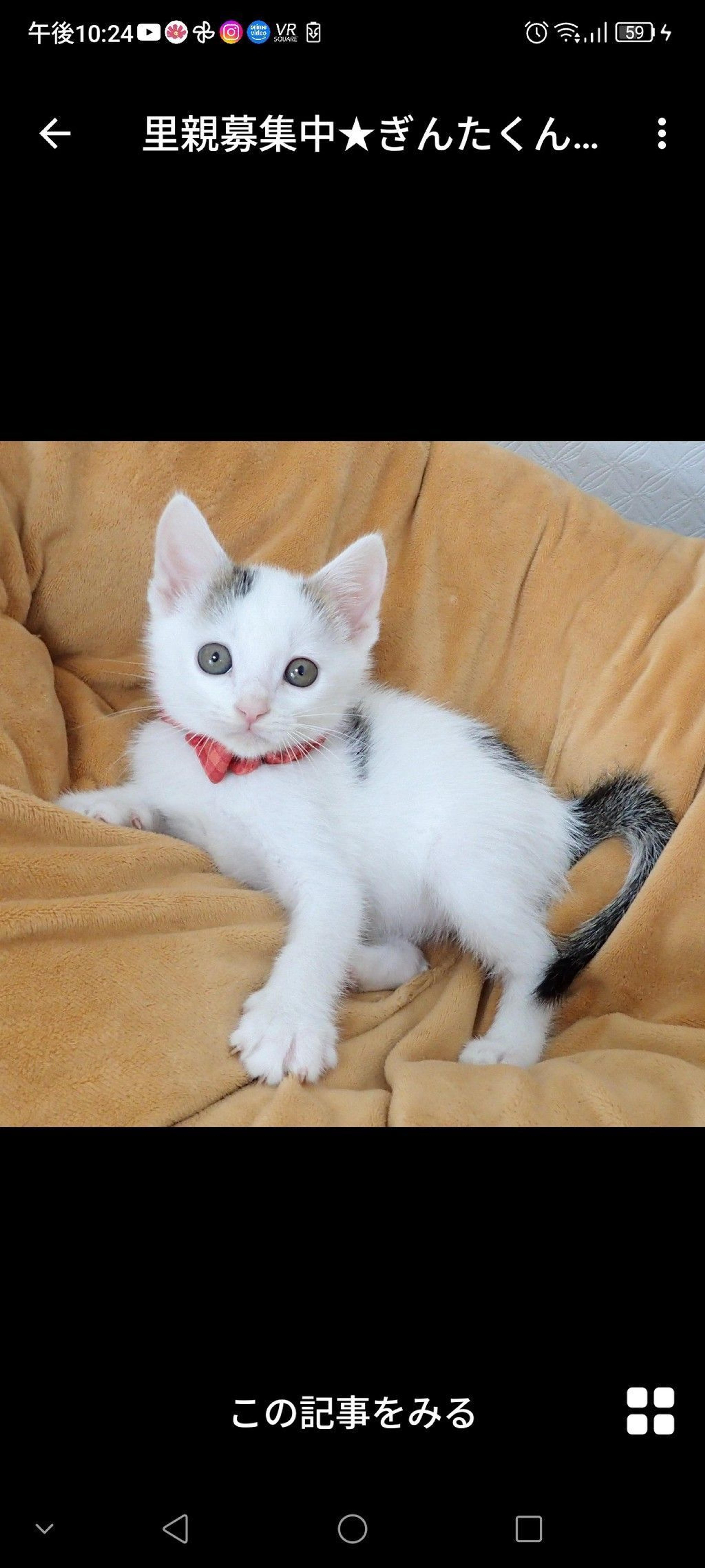 pet-image-3