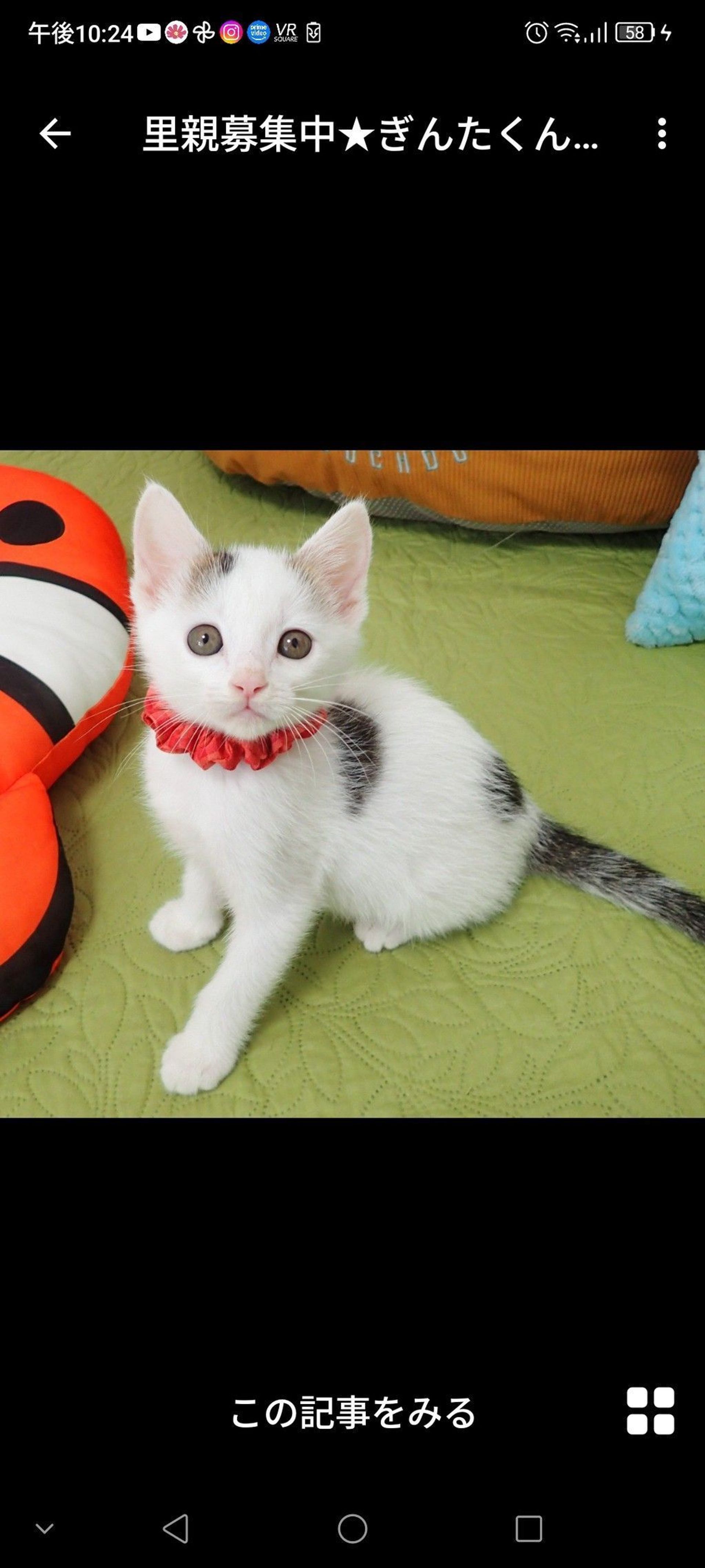 雑種（ミックス猫）・オスの里親募集の写真