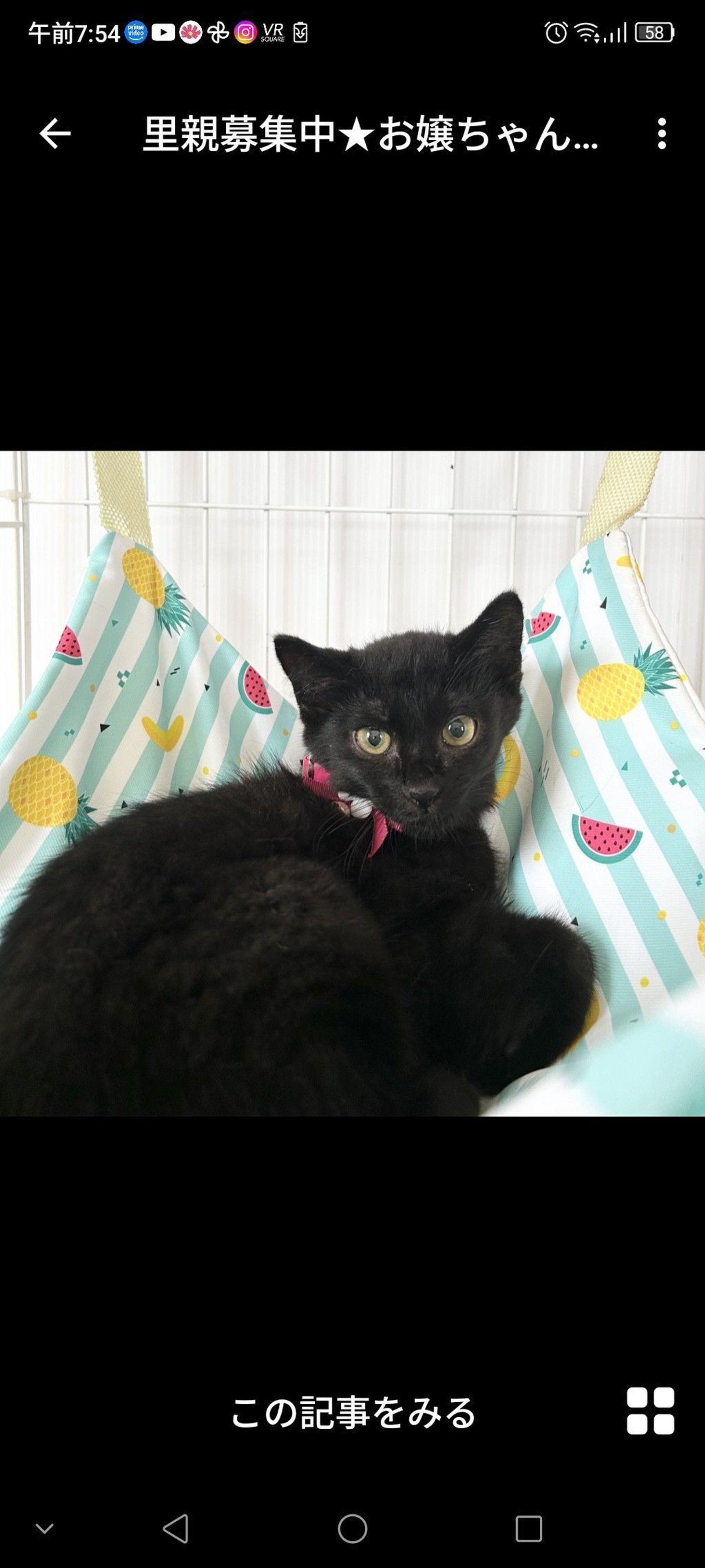 雑種（ミックス猫）・メスの里親募集の写真