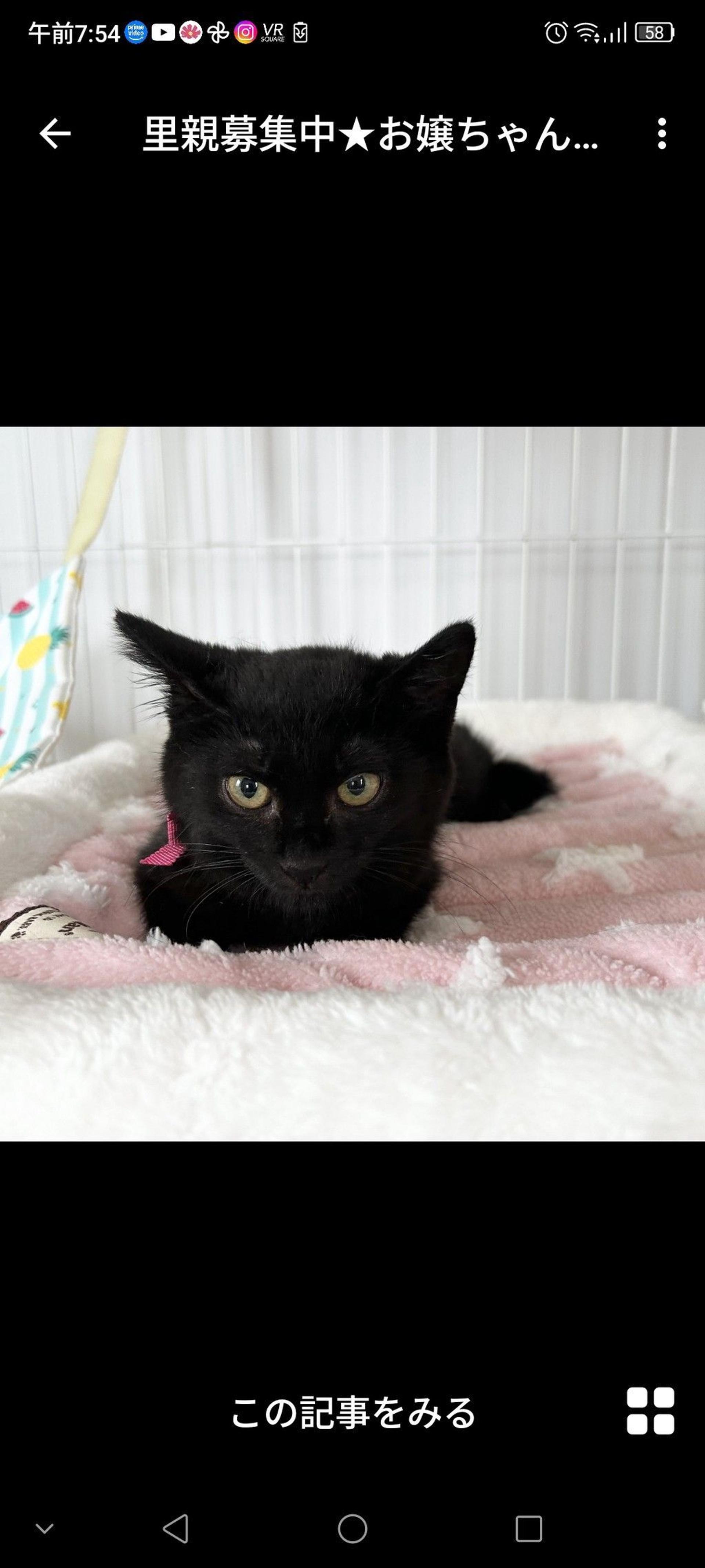 pet-image-2
