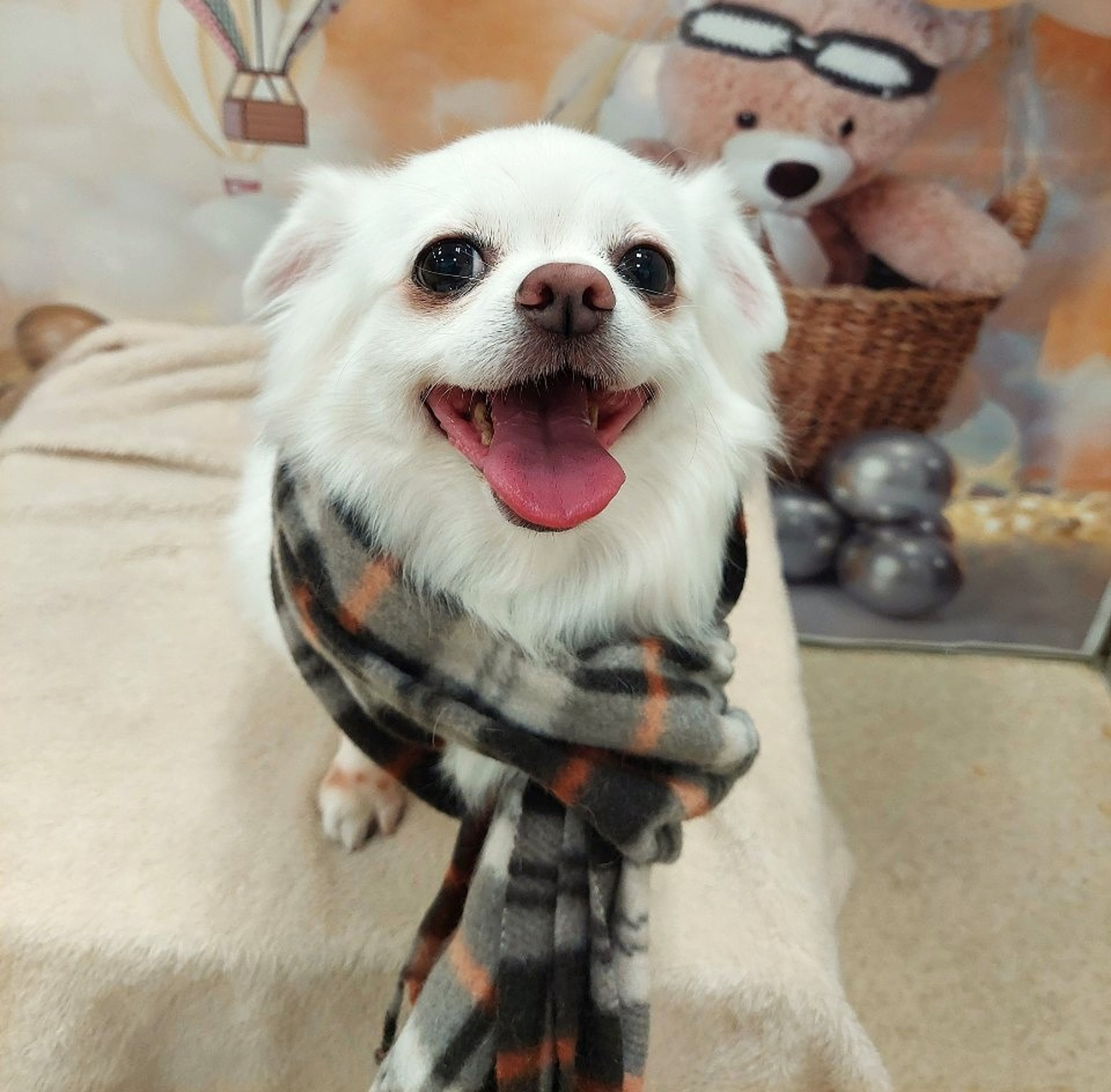 雑種（ミックス犬）・メスの里親募集の写真