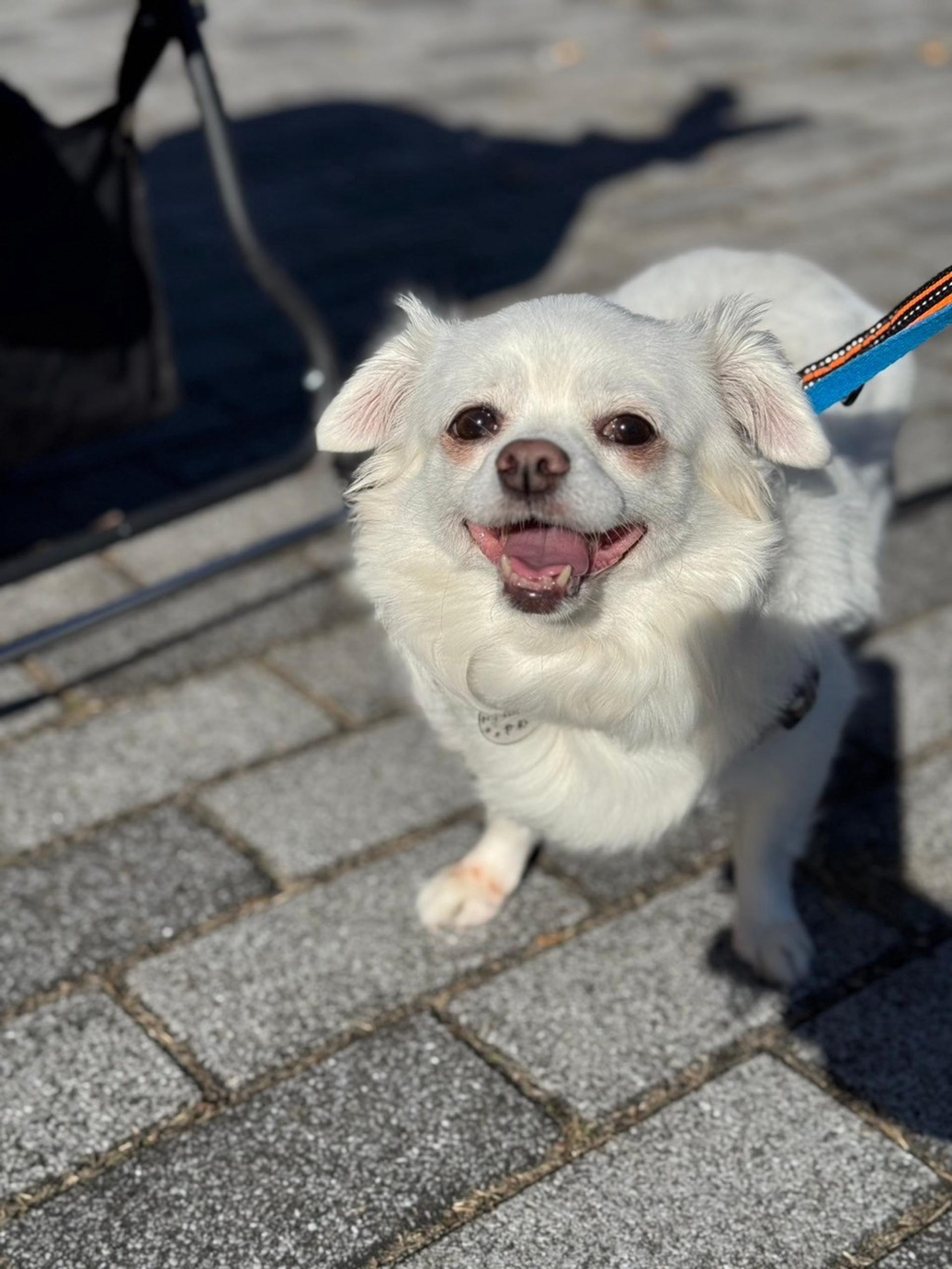pet-image-4