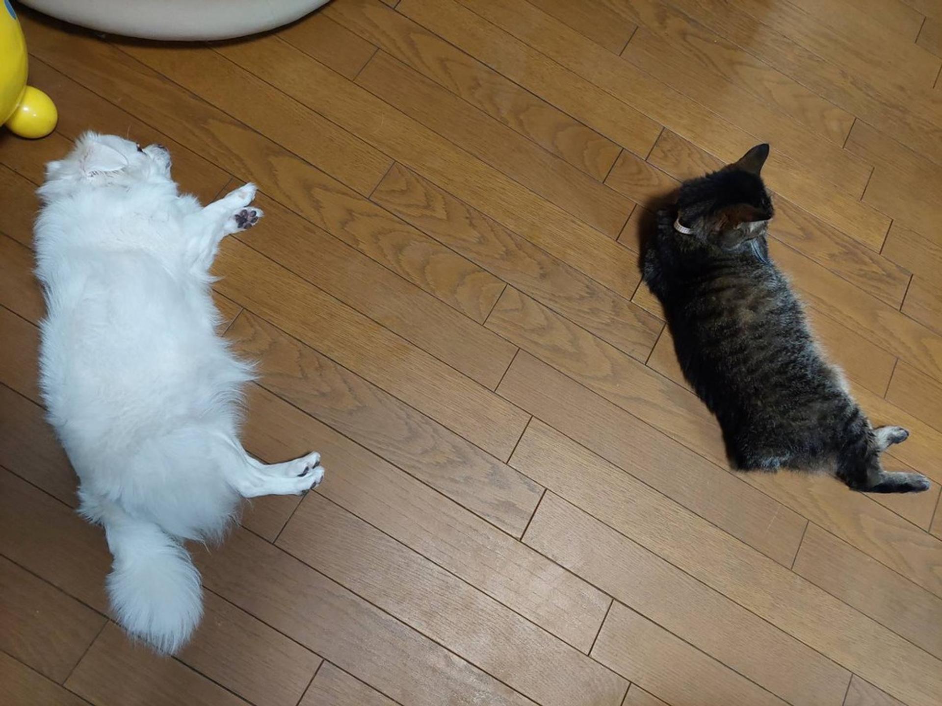 pet-image-5