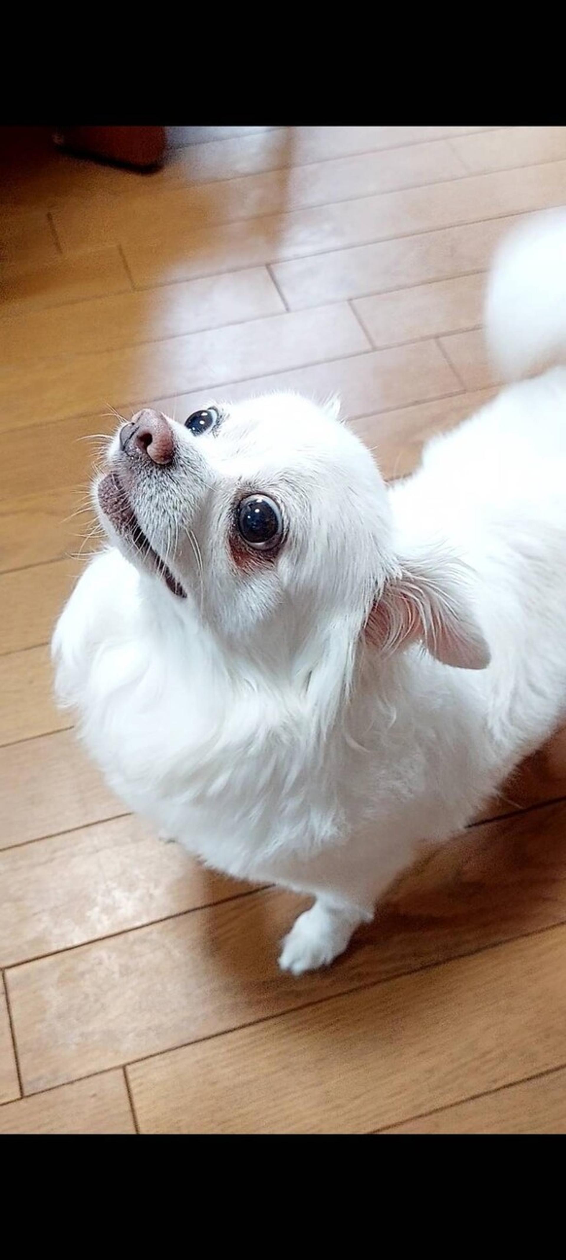 pet-image-7