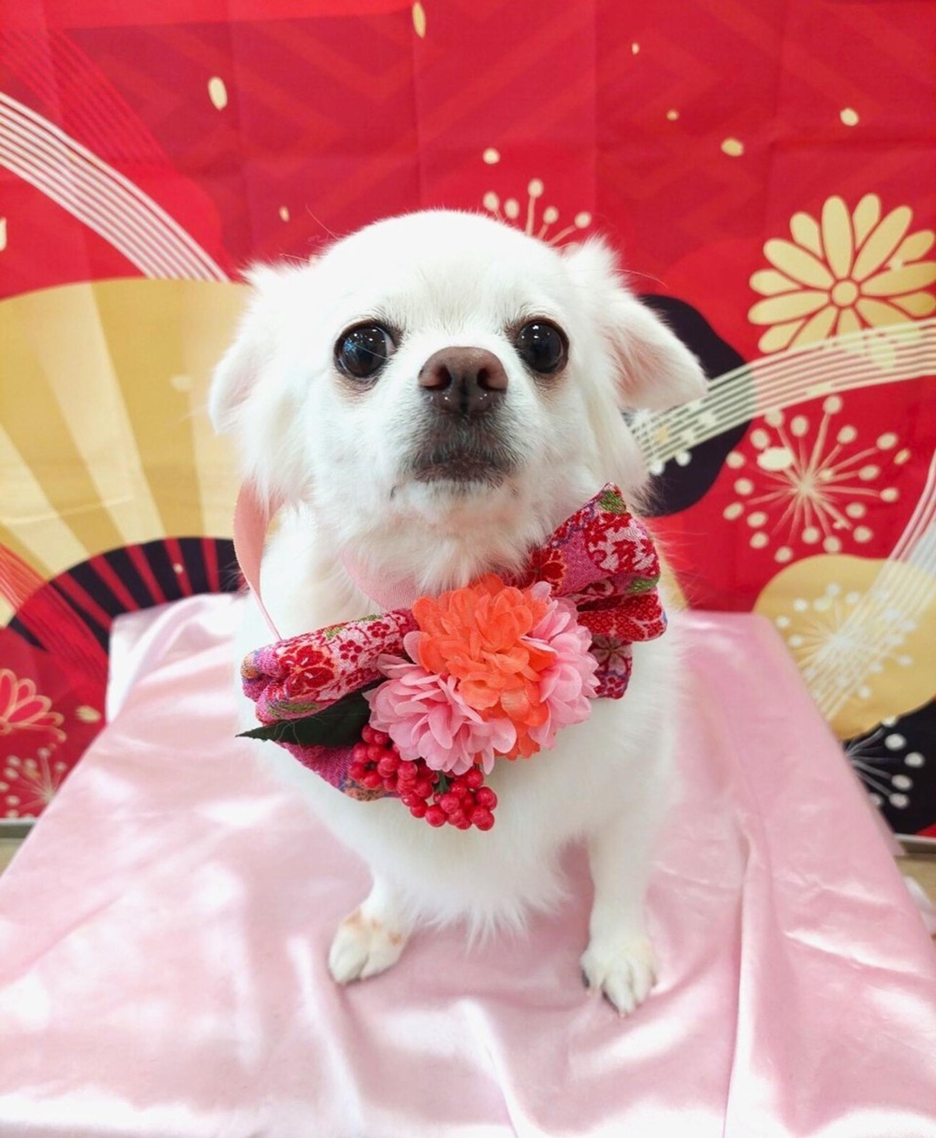 pet-image-8