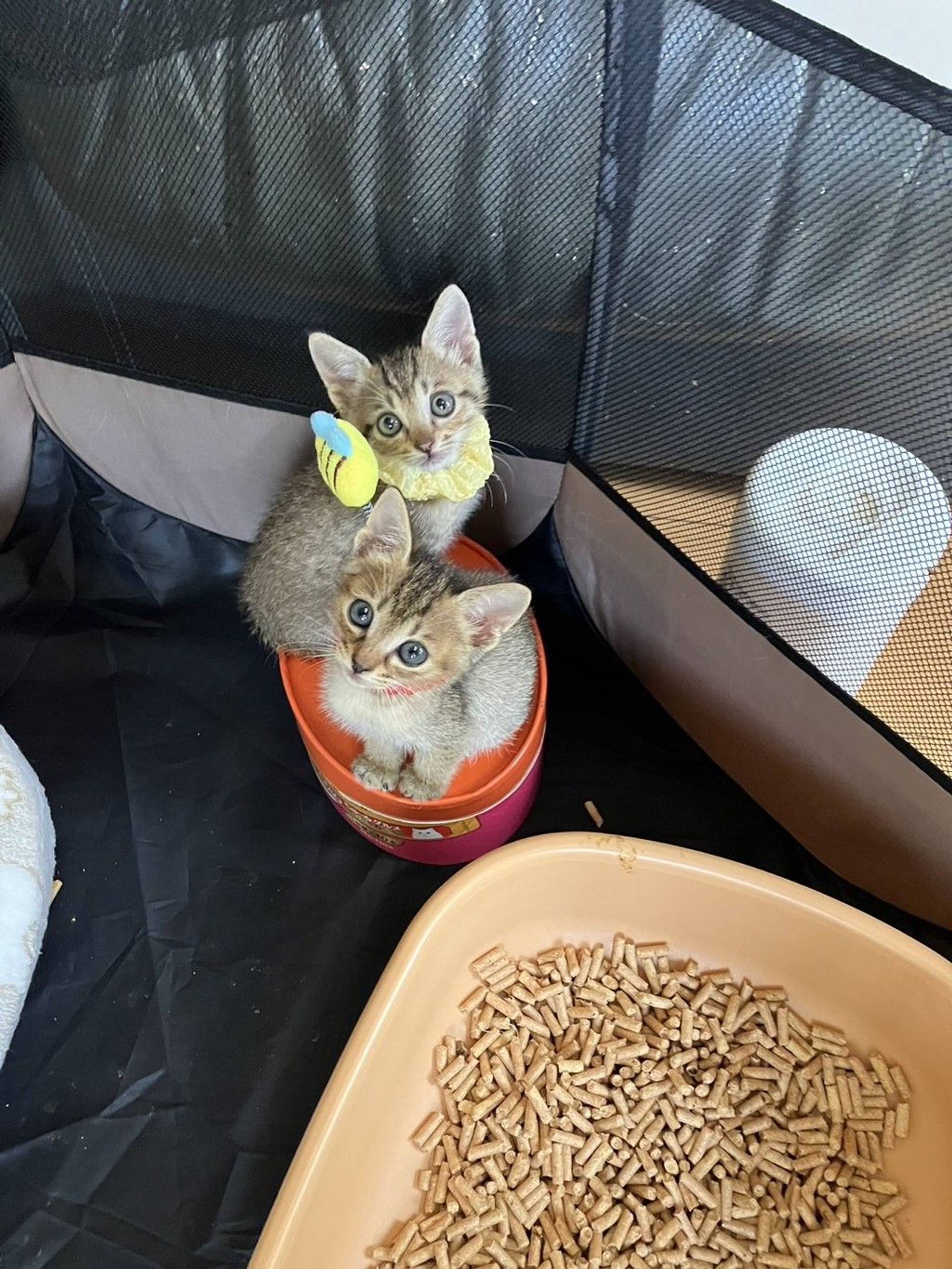 雑種（ミックス猫）・オスの里親募集の写真
