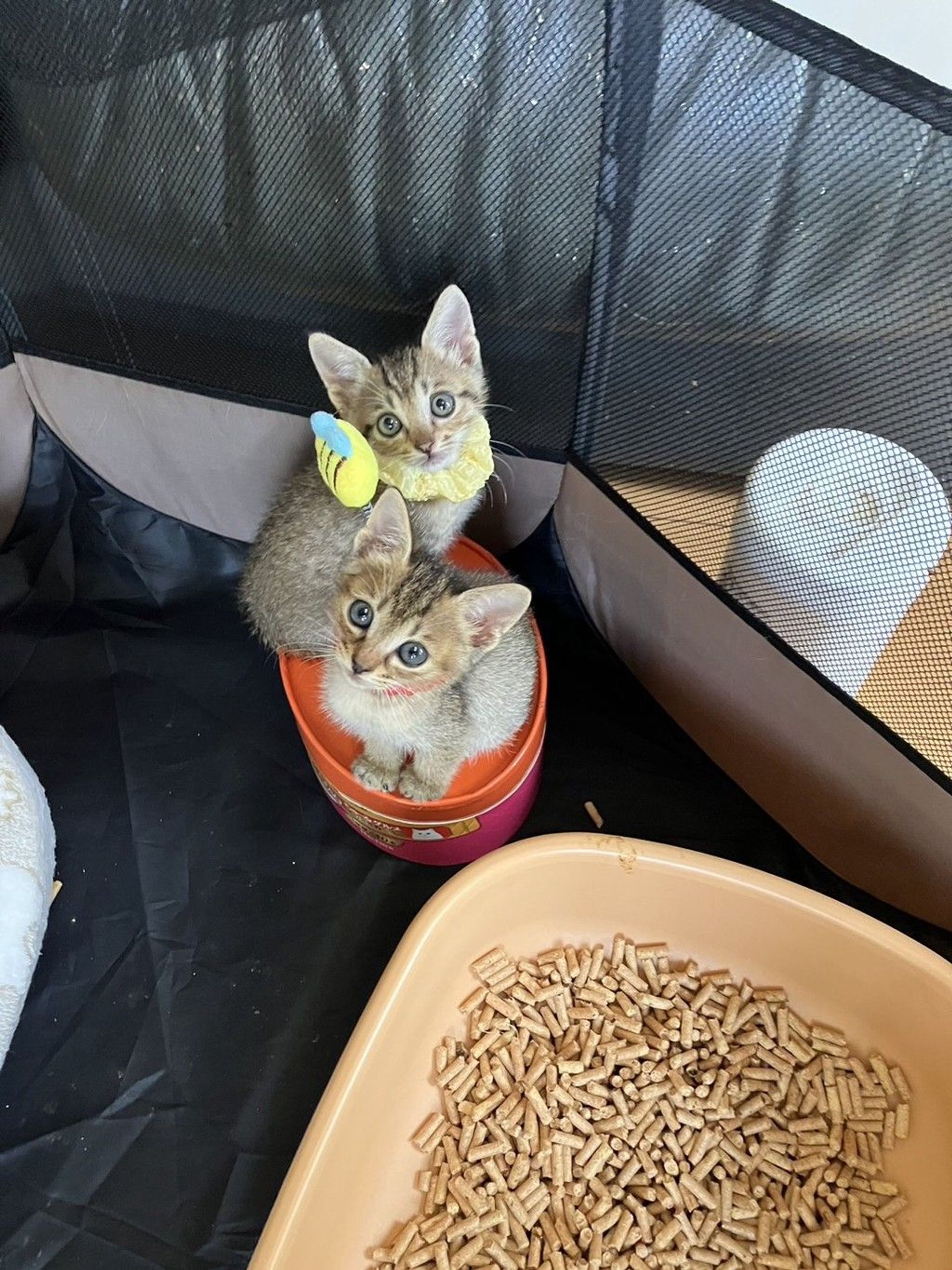 雑種（ミックス猫）・オスの里親募集の写真