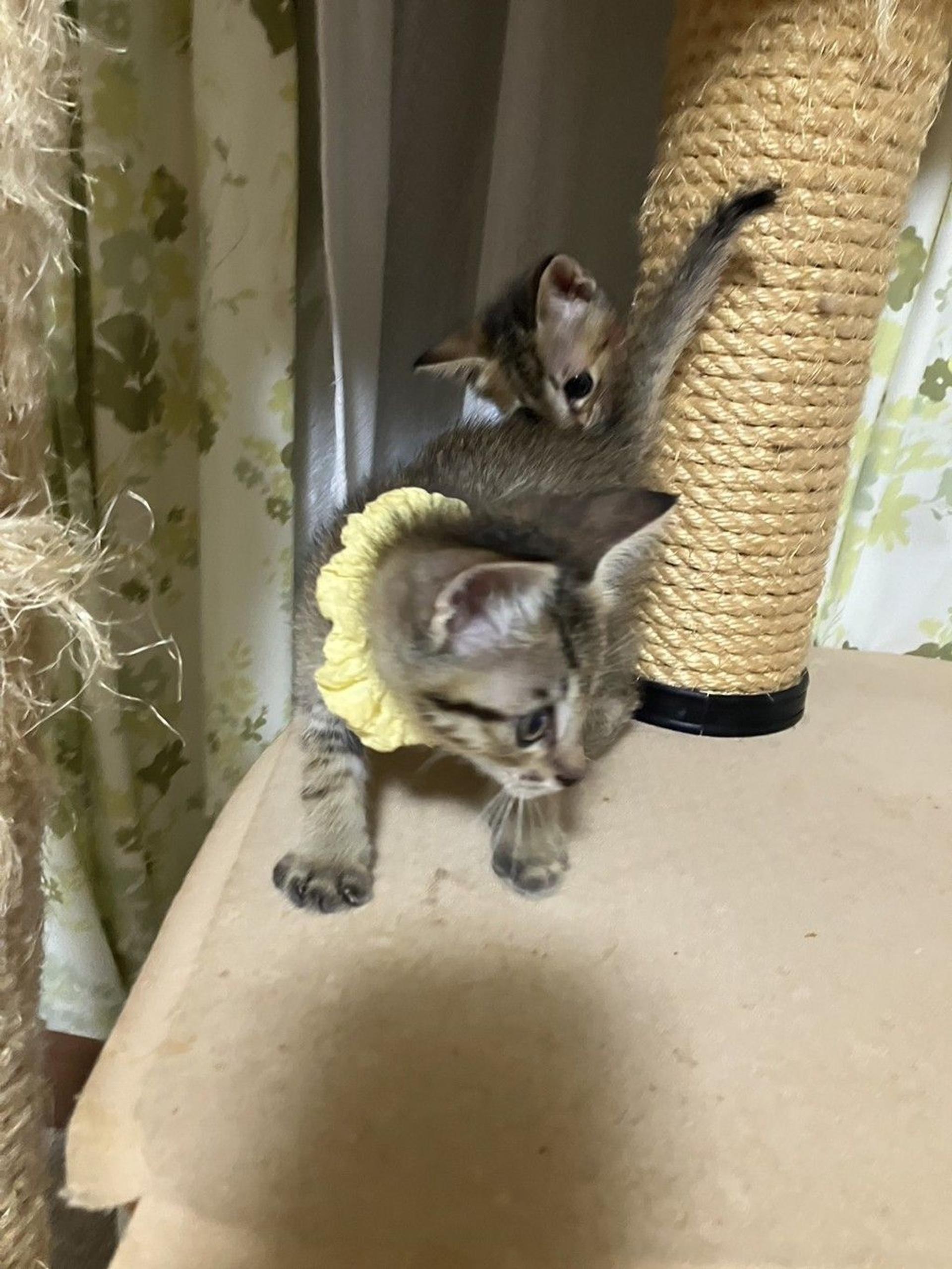 pet-image-3