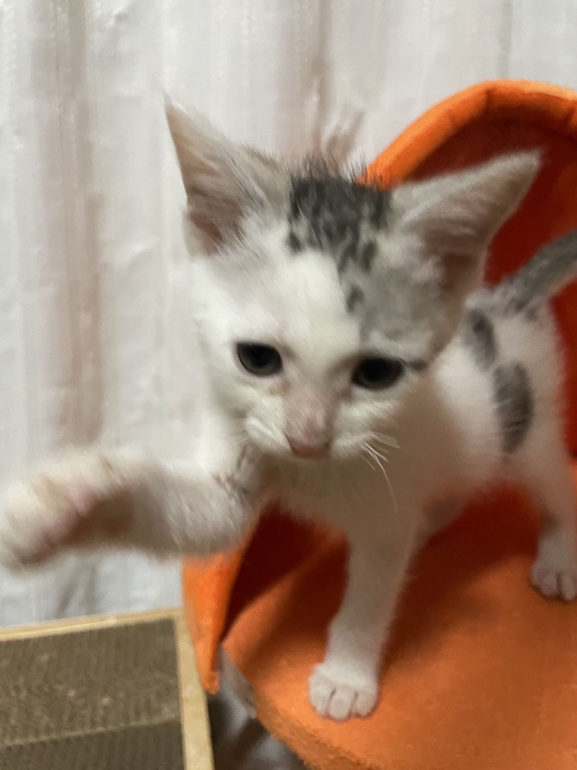 雑種（ミックス猫）・メスの里親募集の写真
