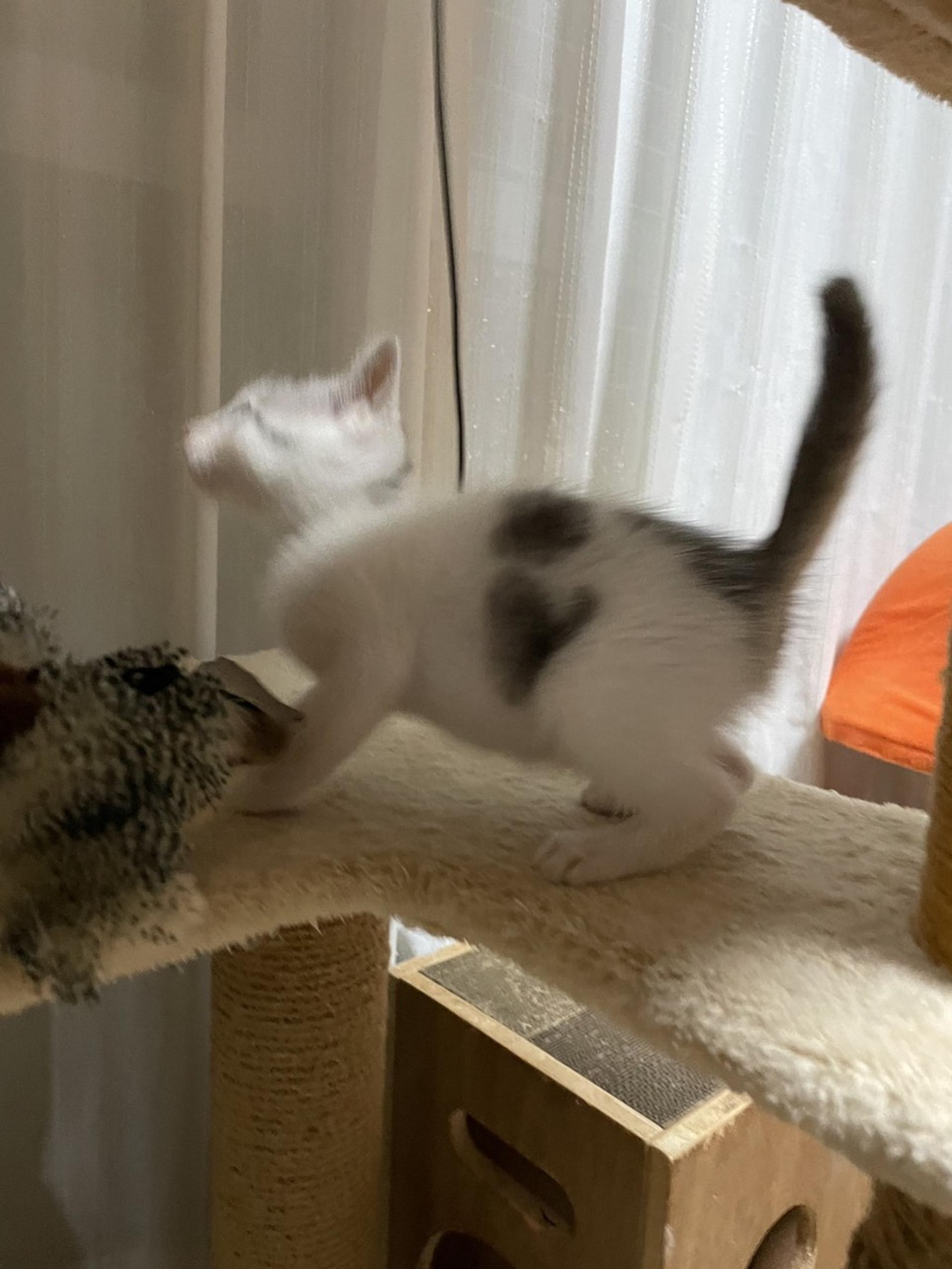 pet-image-3