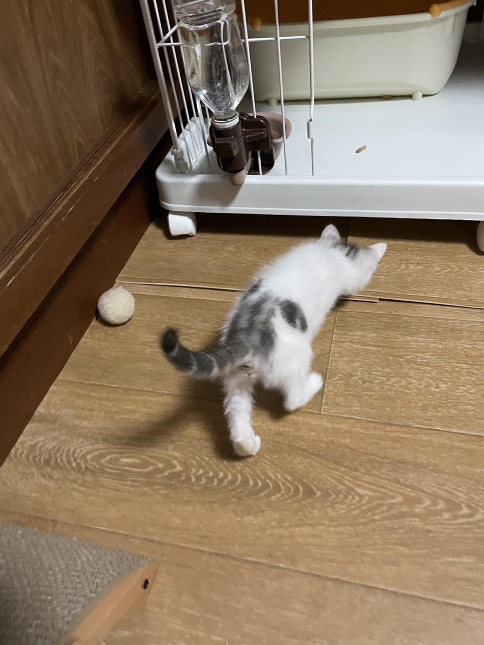 pet-image-4